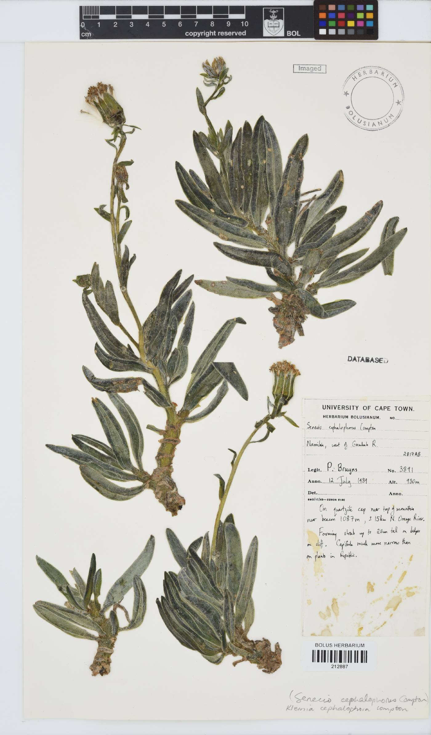 Kleinia cephalophora image