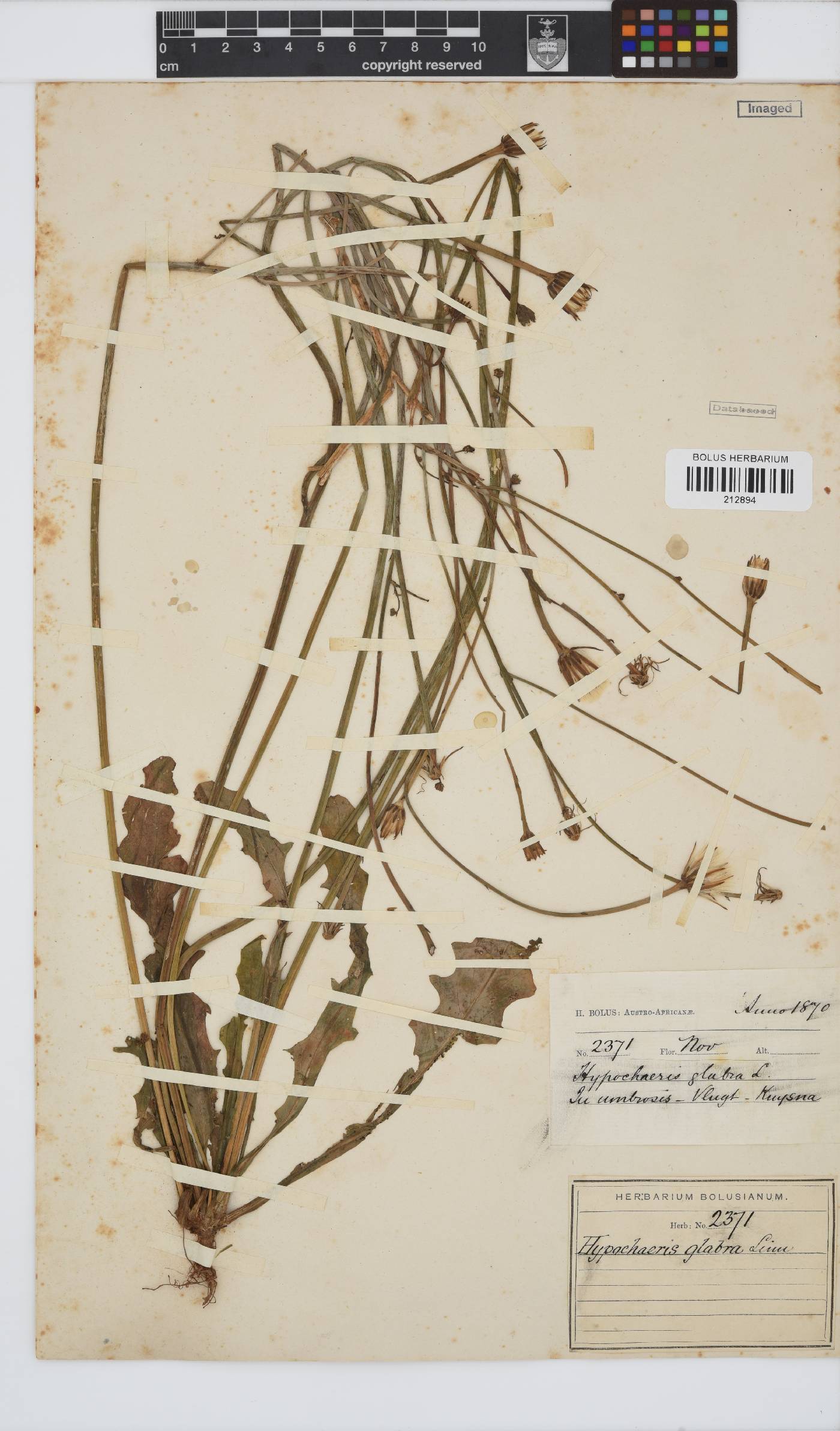Hypochaeris glabra image