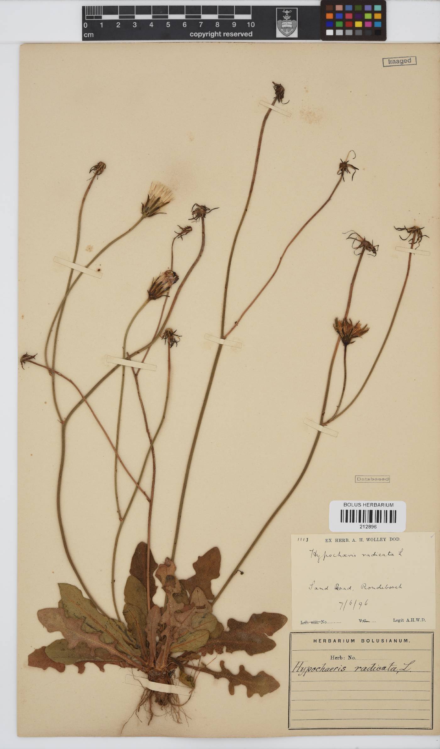 Hypochaeris radicata image