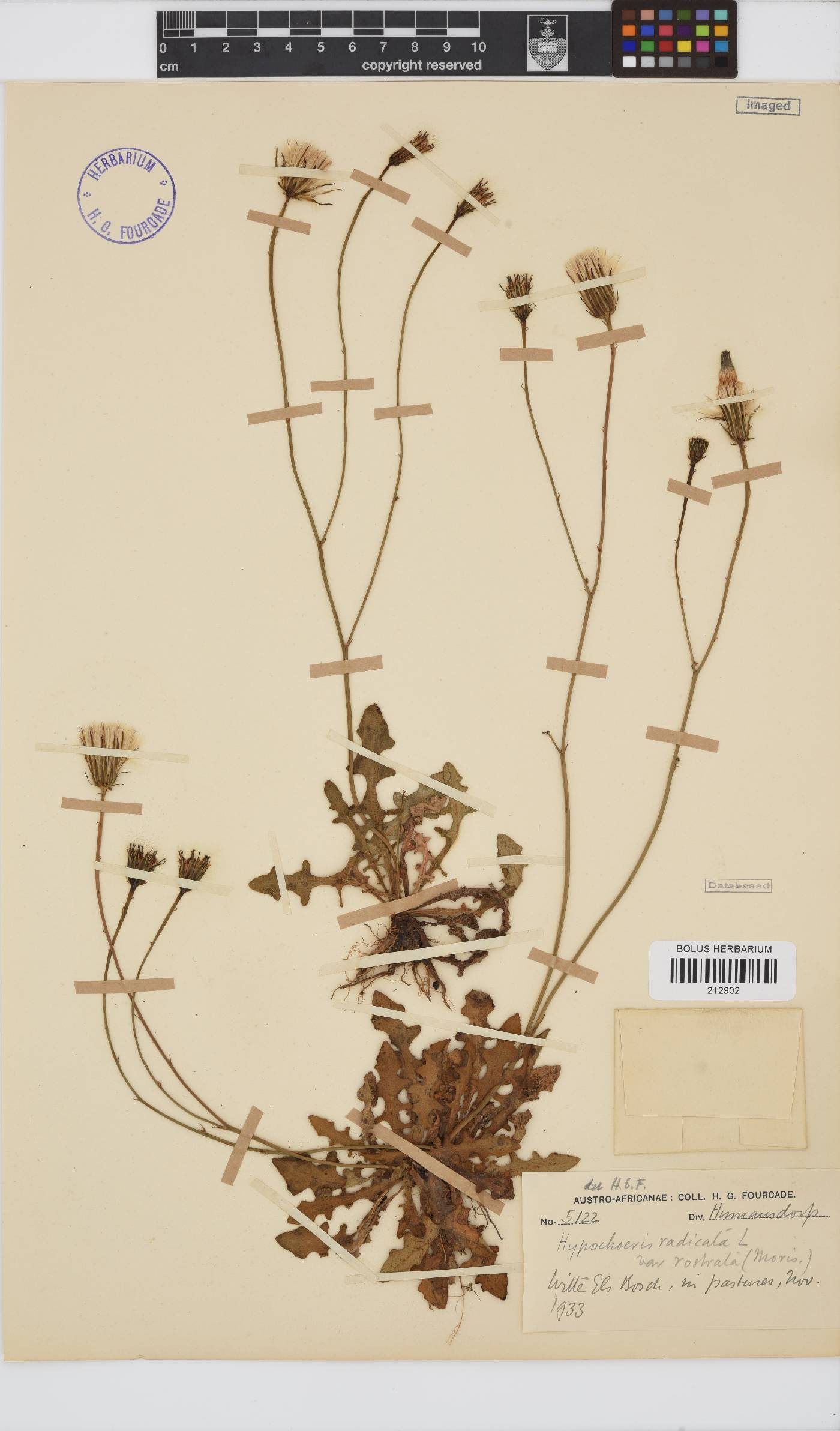 Hypochaeris radicata image
