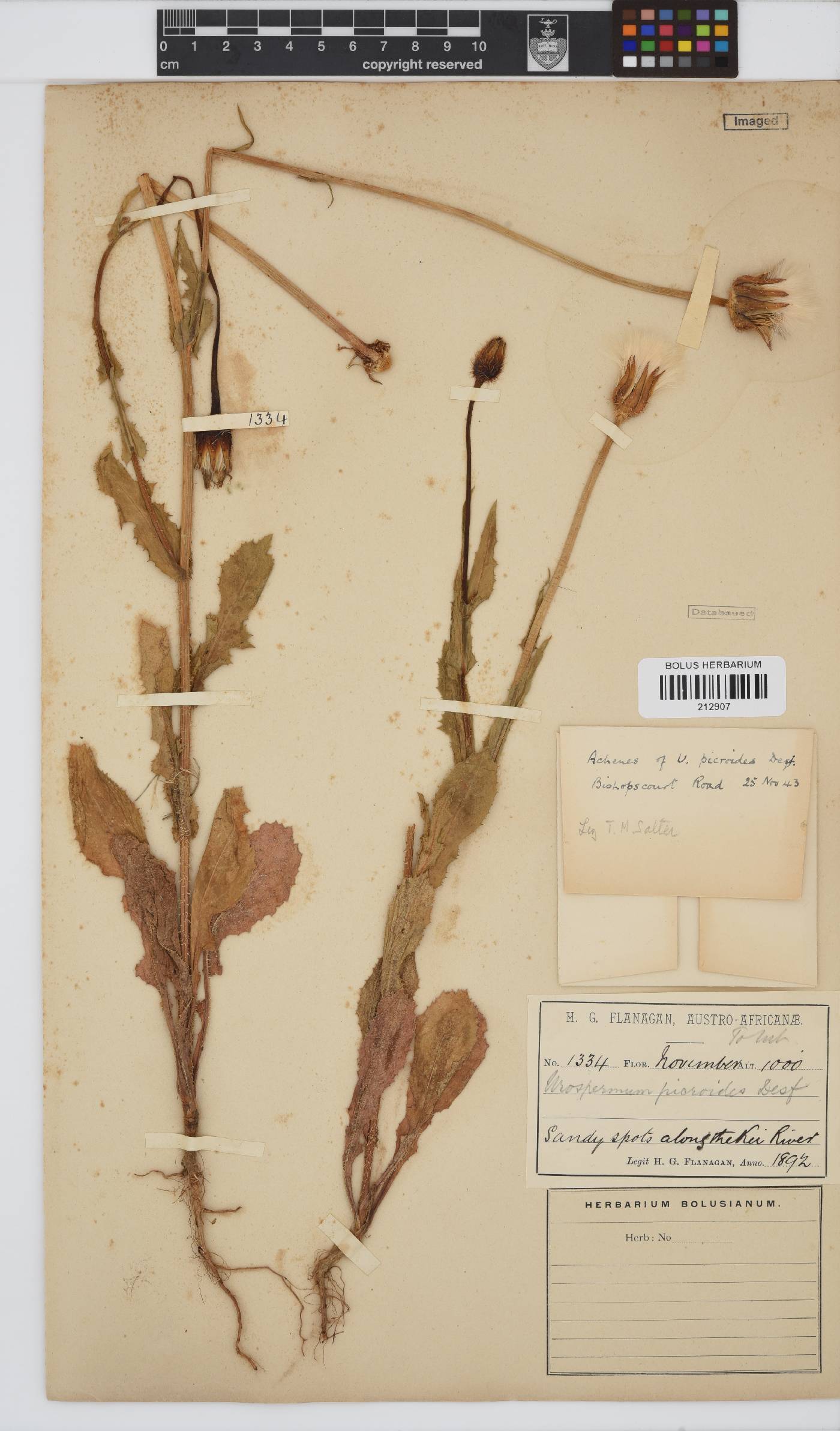 Urospermum picroides image