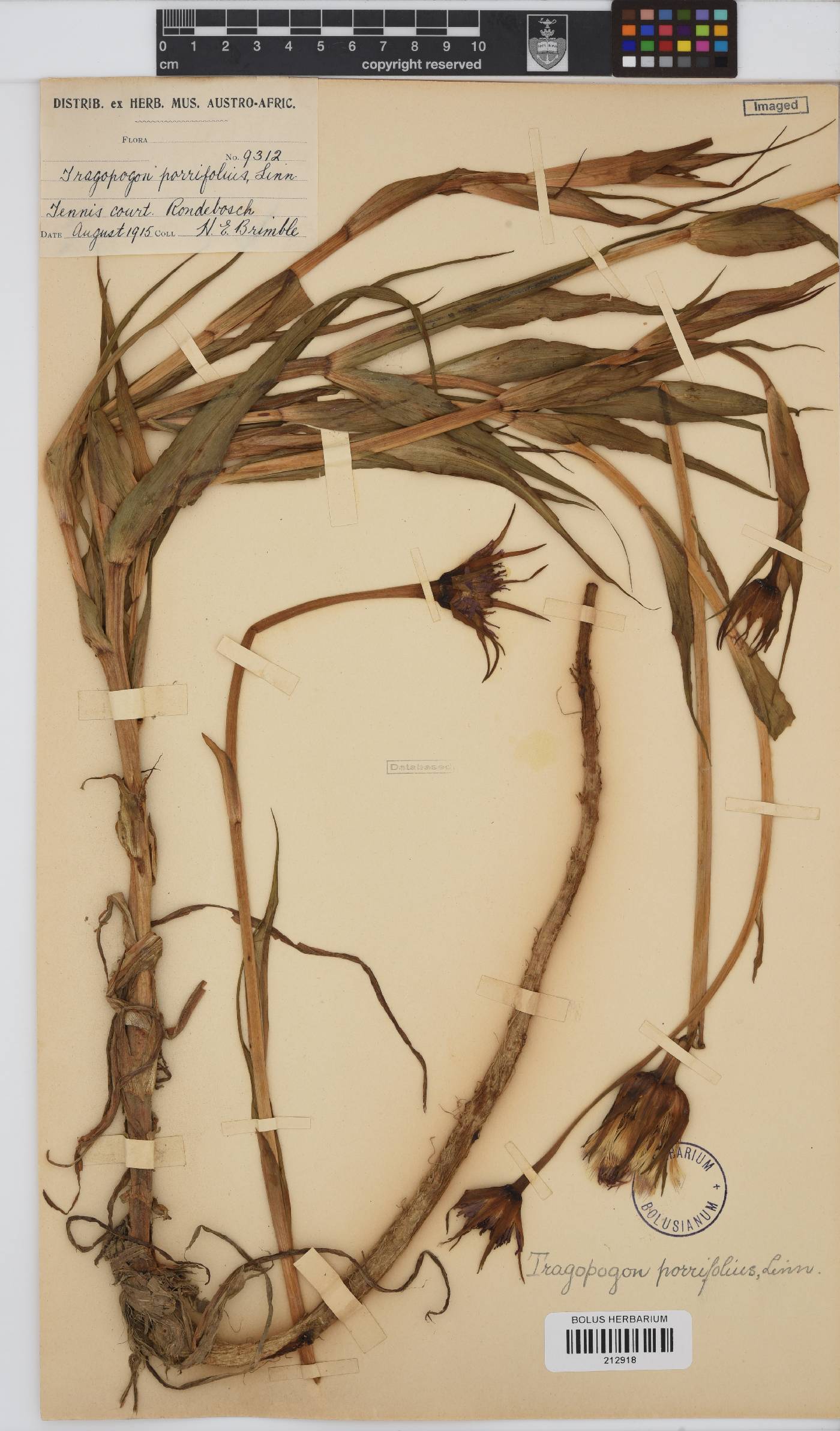 Tragopogon image