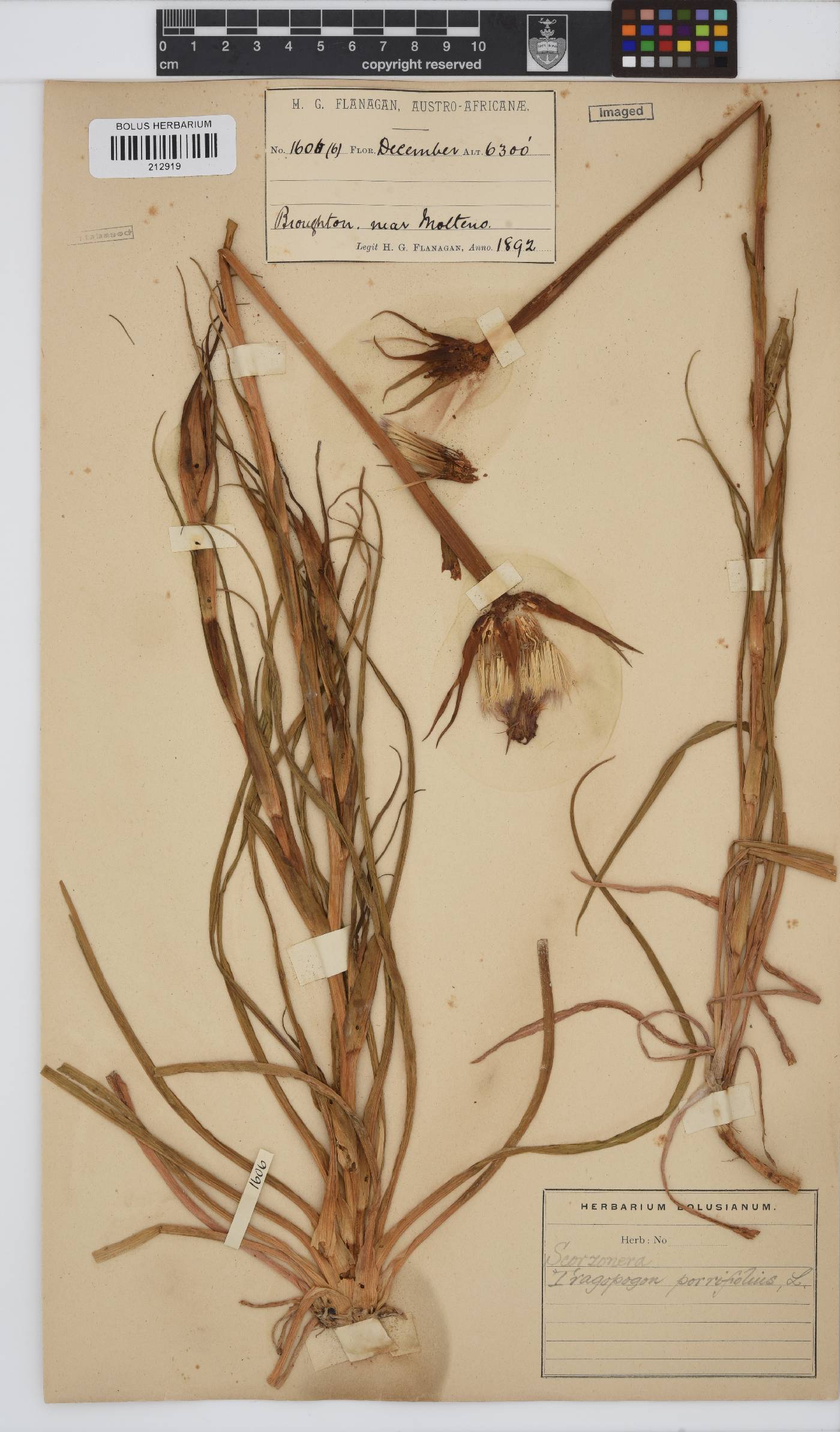 Tragopogon porrifolius image