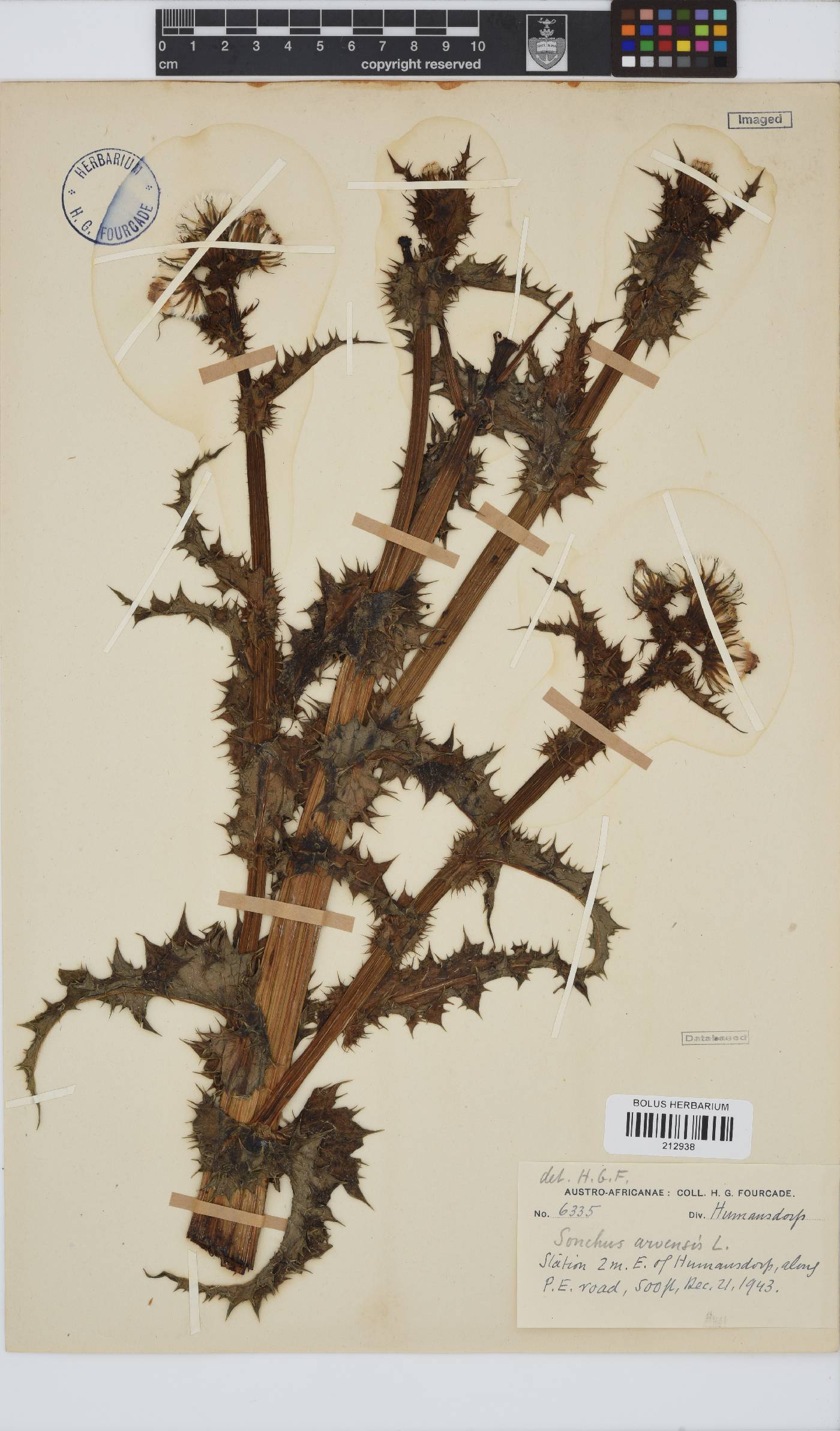 Sonchus arvensis image