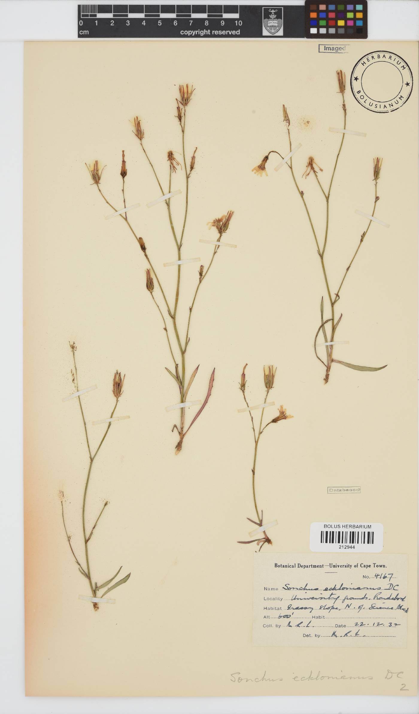 Sonchus dregeanus image