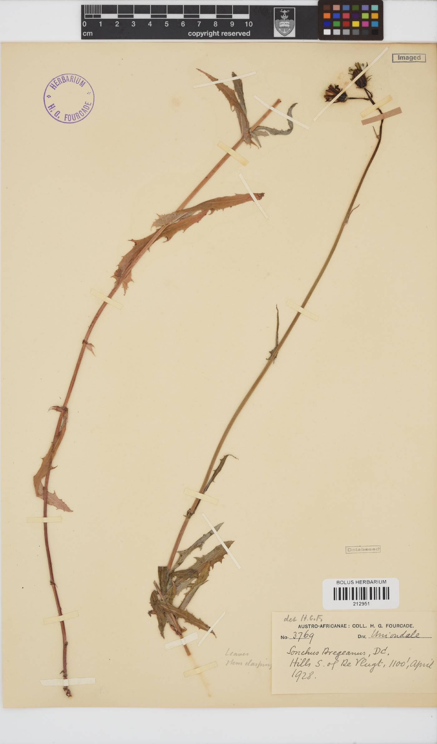 Sonchus dregeanus image