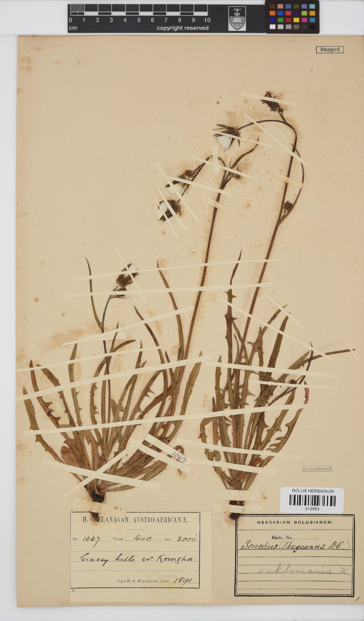 Sonchus dregeanus image