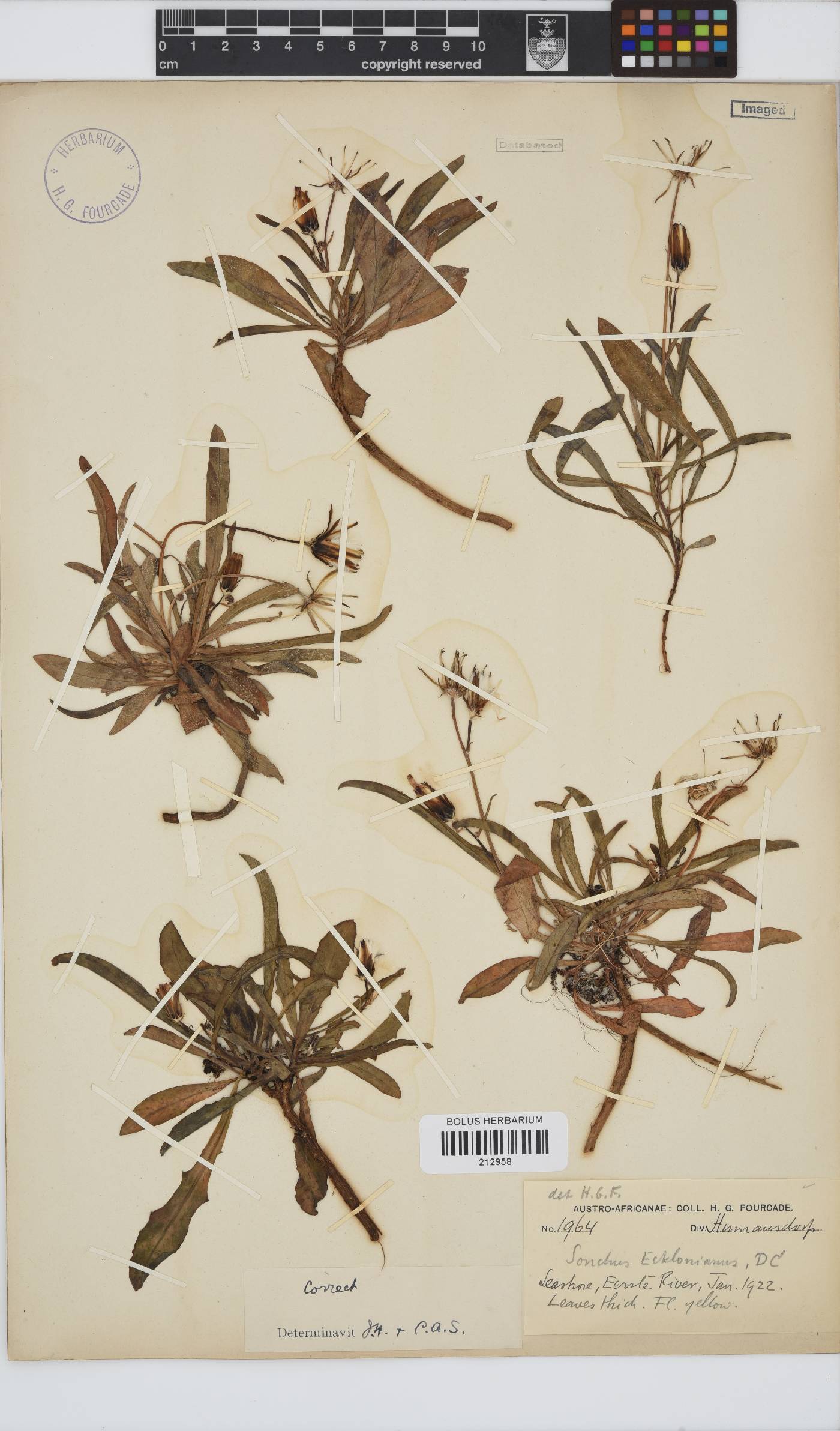 Sonchus dregeanus image