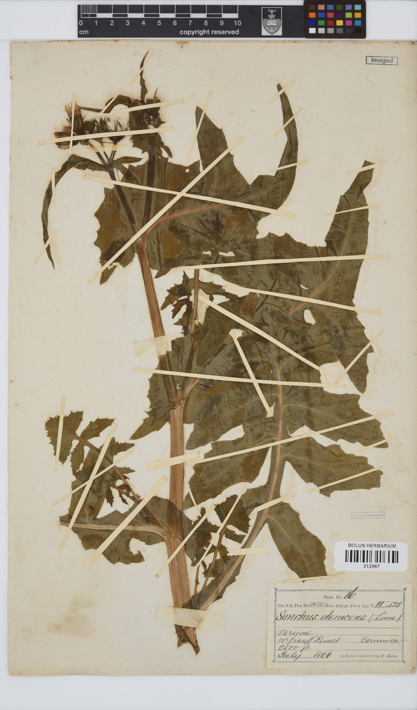 Sonchus oleraceus image