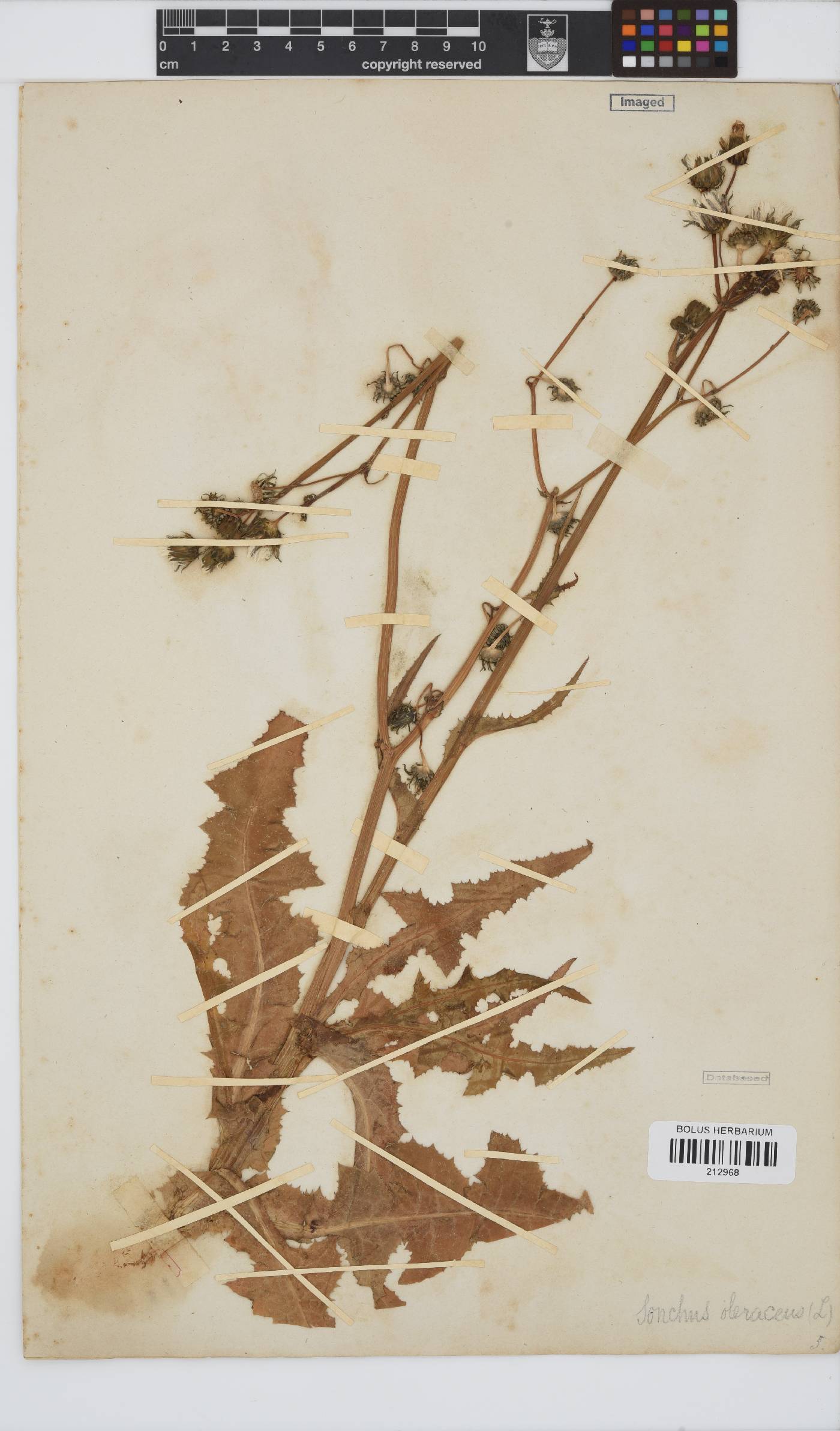 Sonchus image