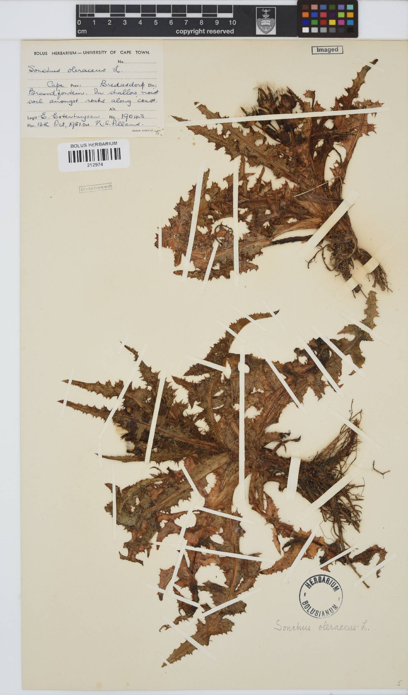 Sonchus oleraceus image