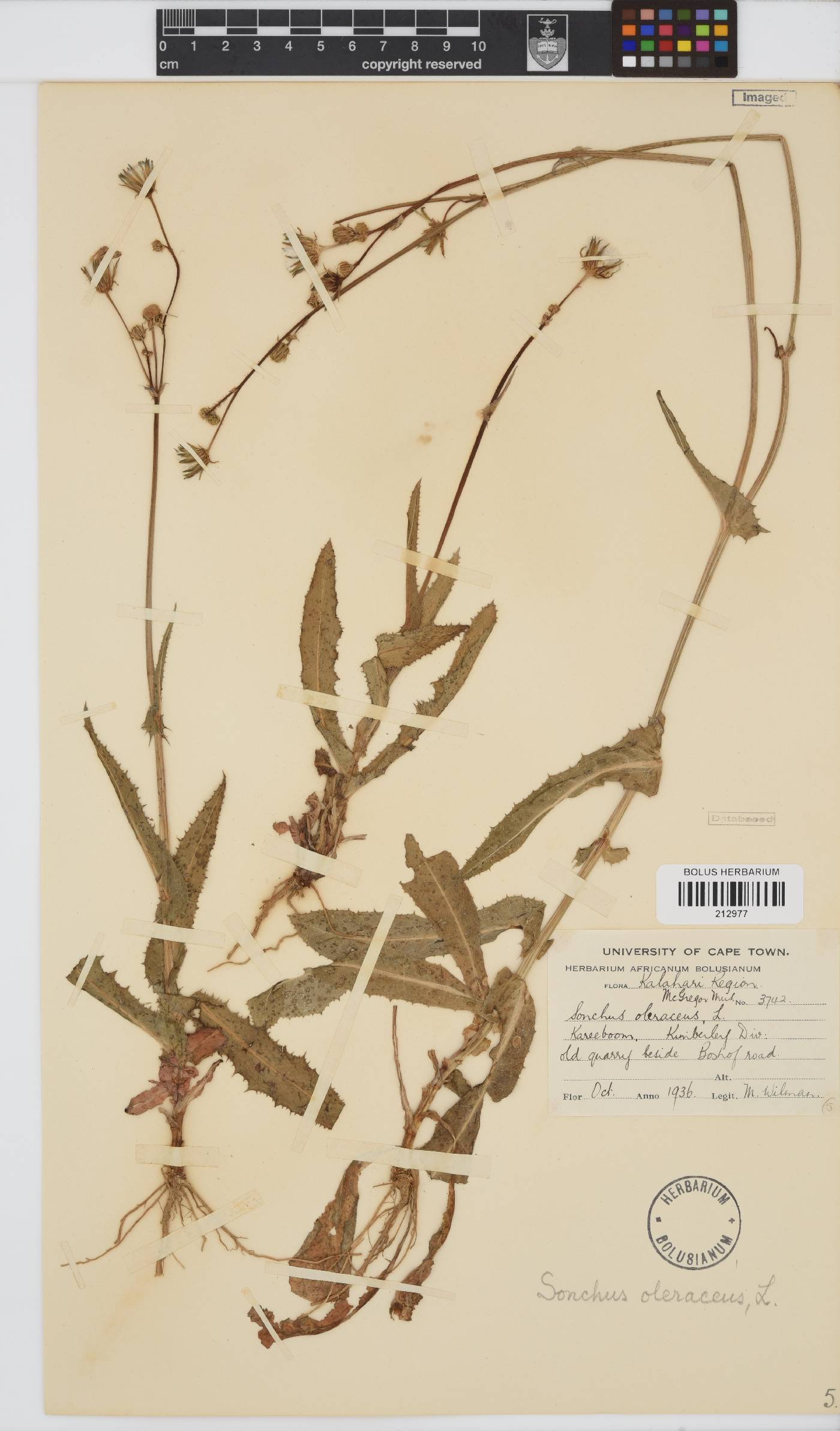 Sonchus oleraceus image