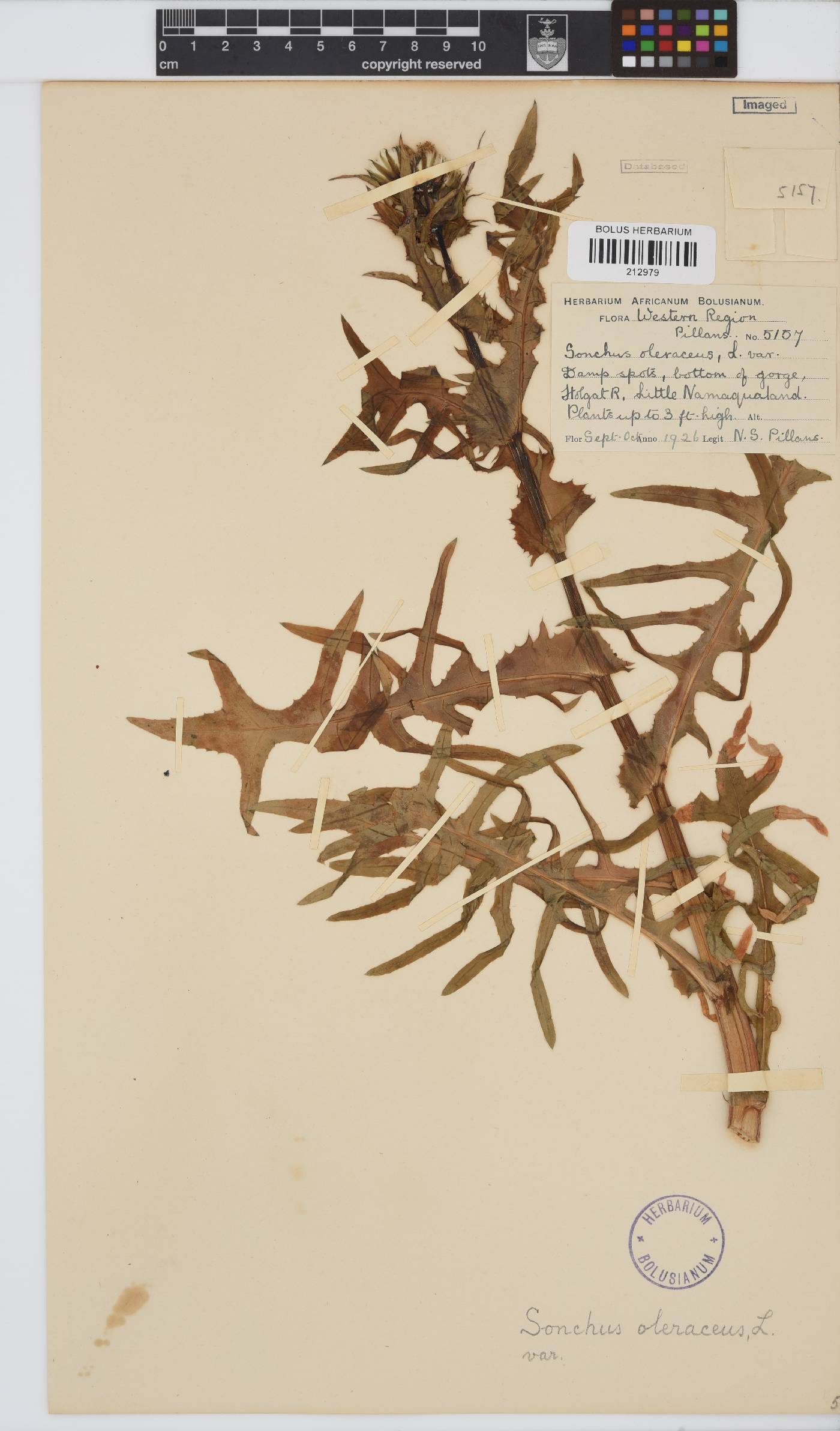 Sonchus oleraceus image