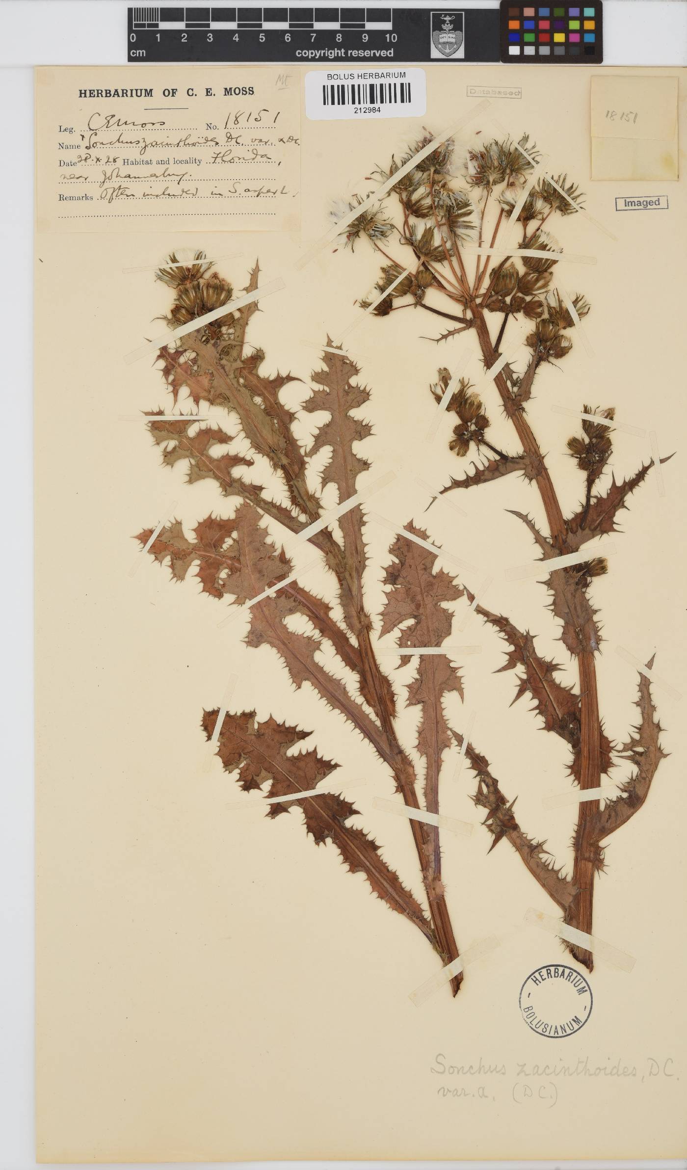 Sonchus oleraceus image