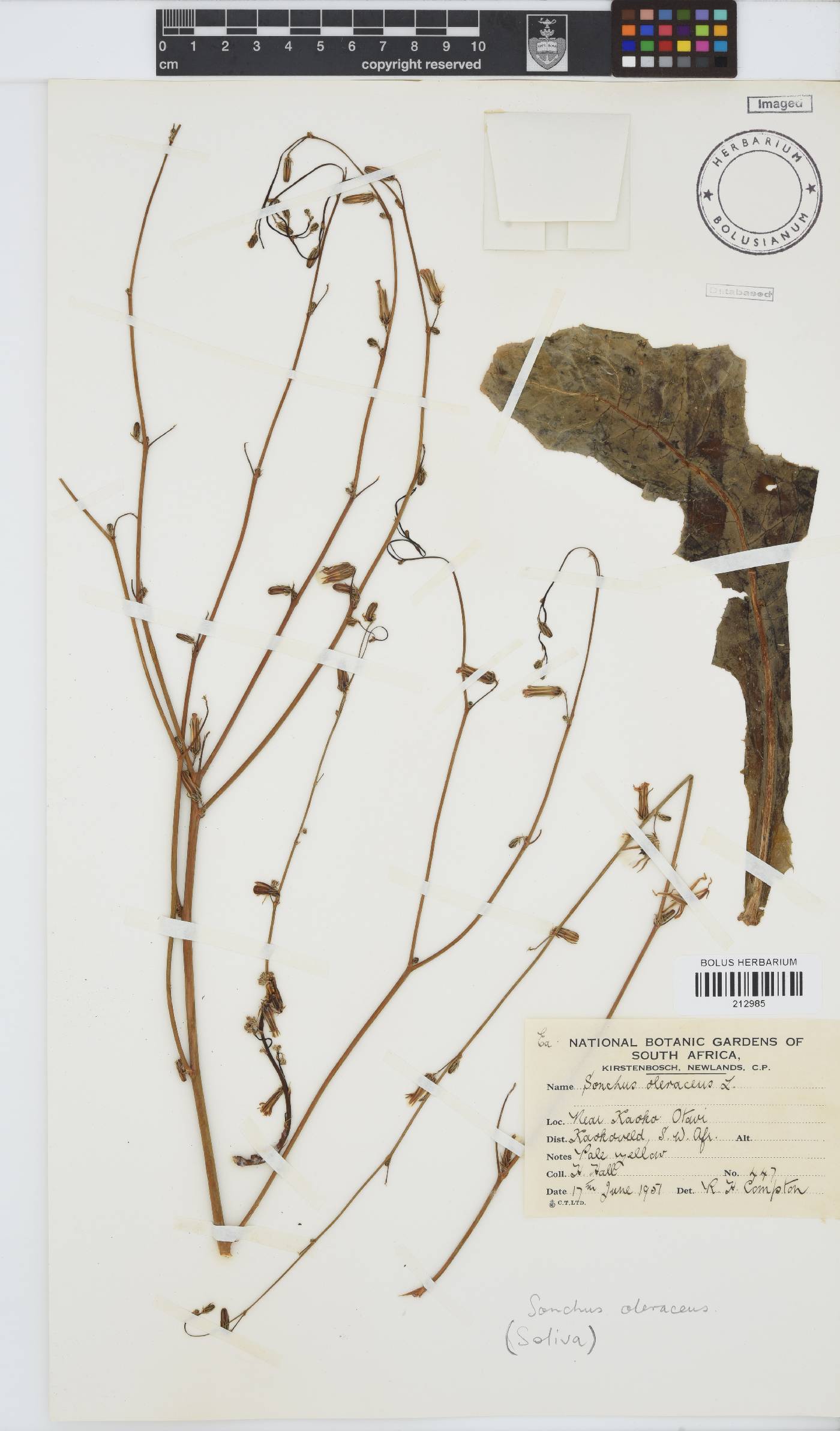 Sonchus oleraceus image