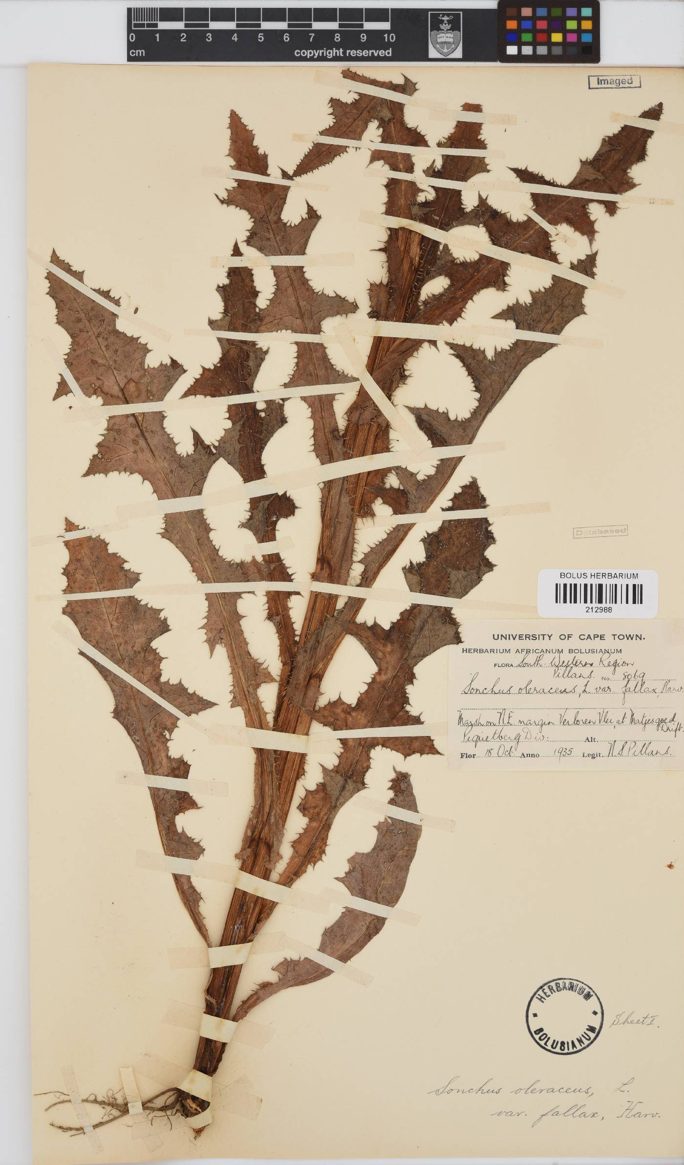 Sonchus oleraceus image