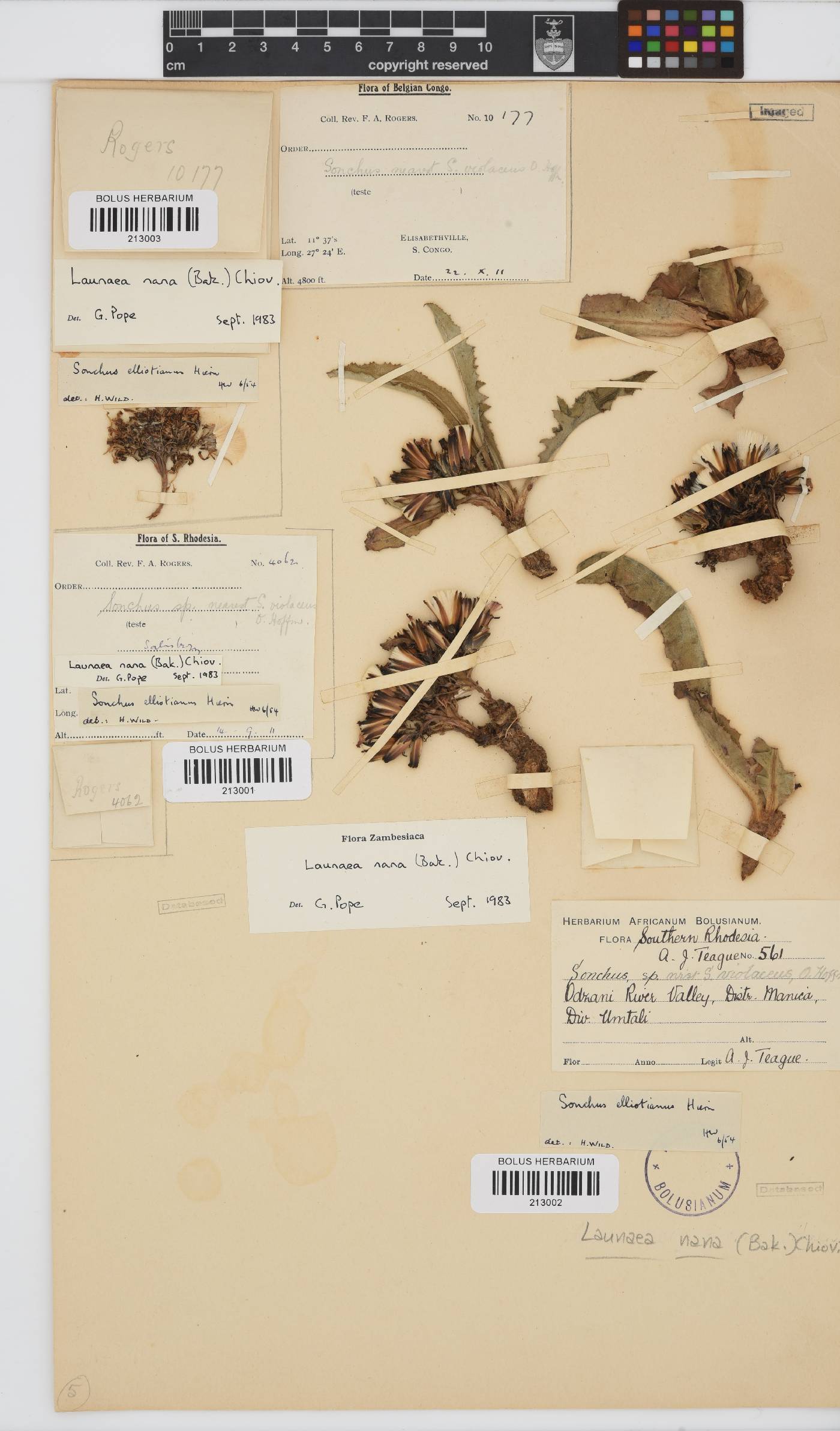 Sonchus nanus image