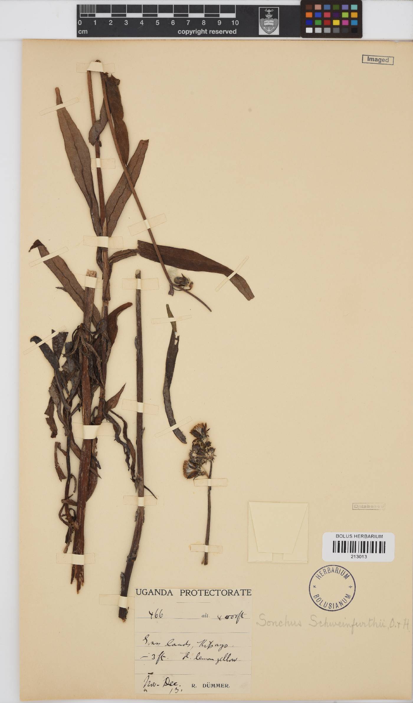 Sonchus schweinfurthii image