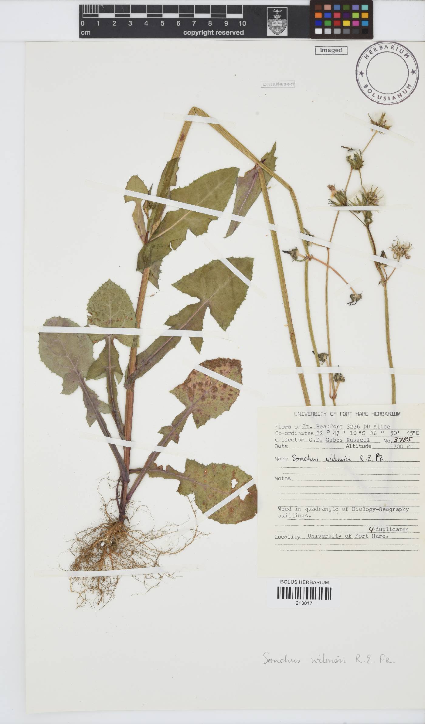 Sonchus wilmsii image