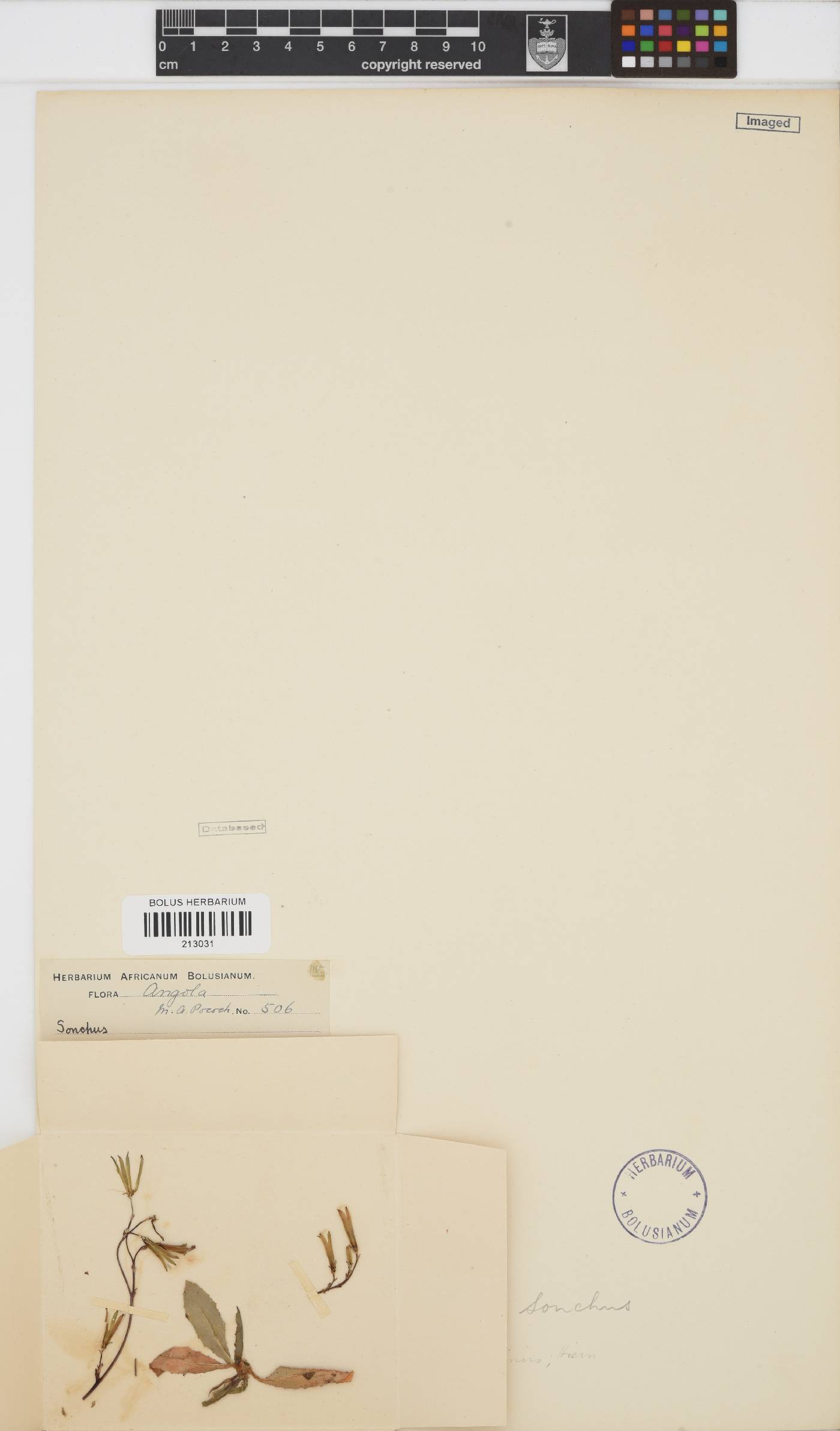Sonchus image