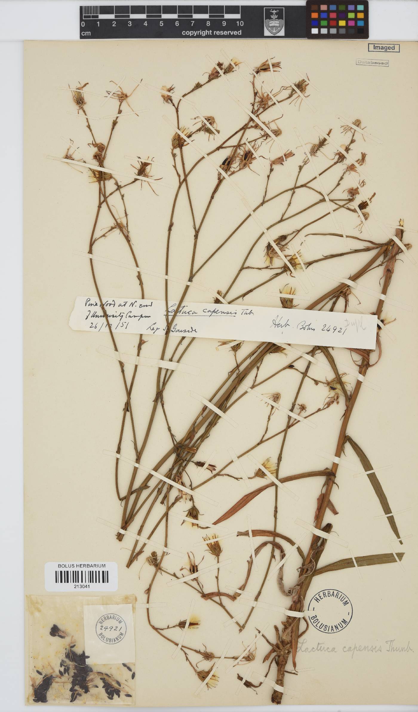 Lactuca inermis image