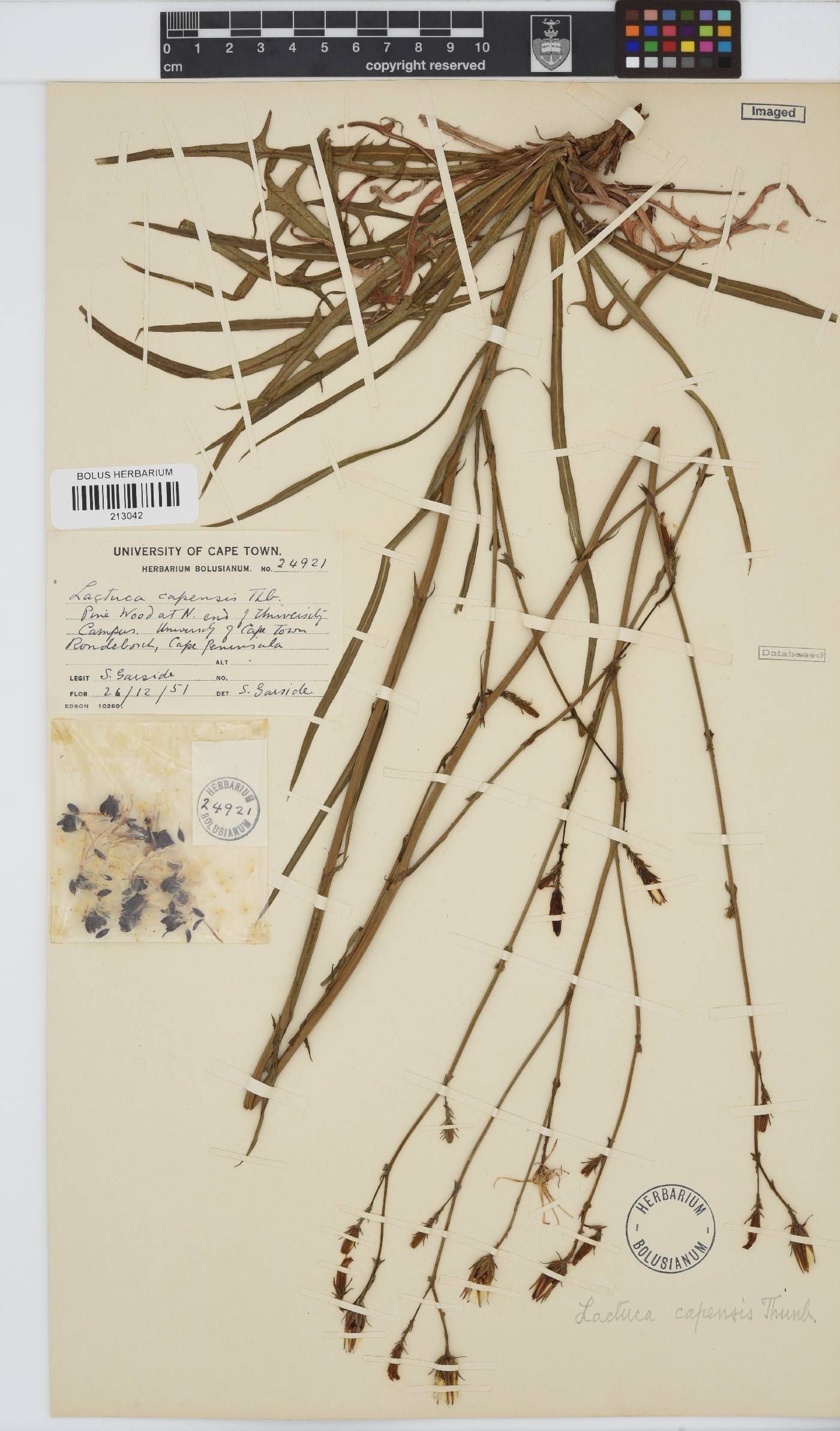 Lactuca image