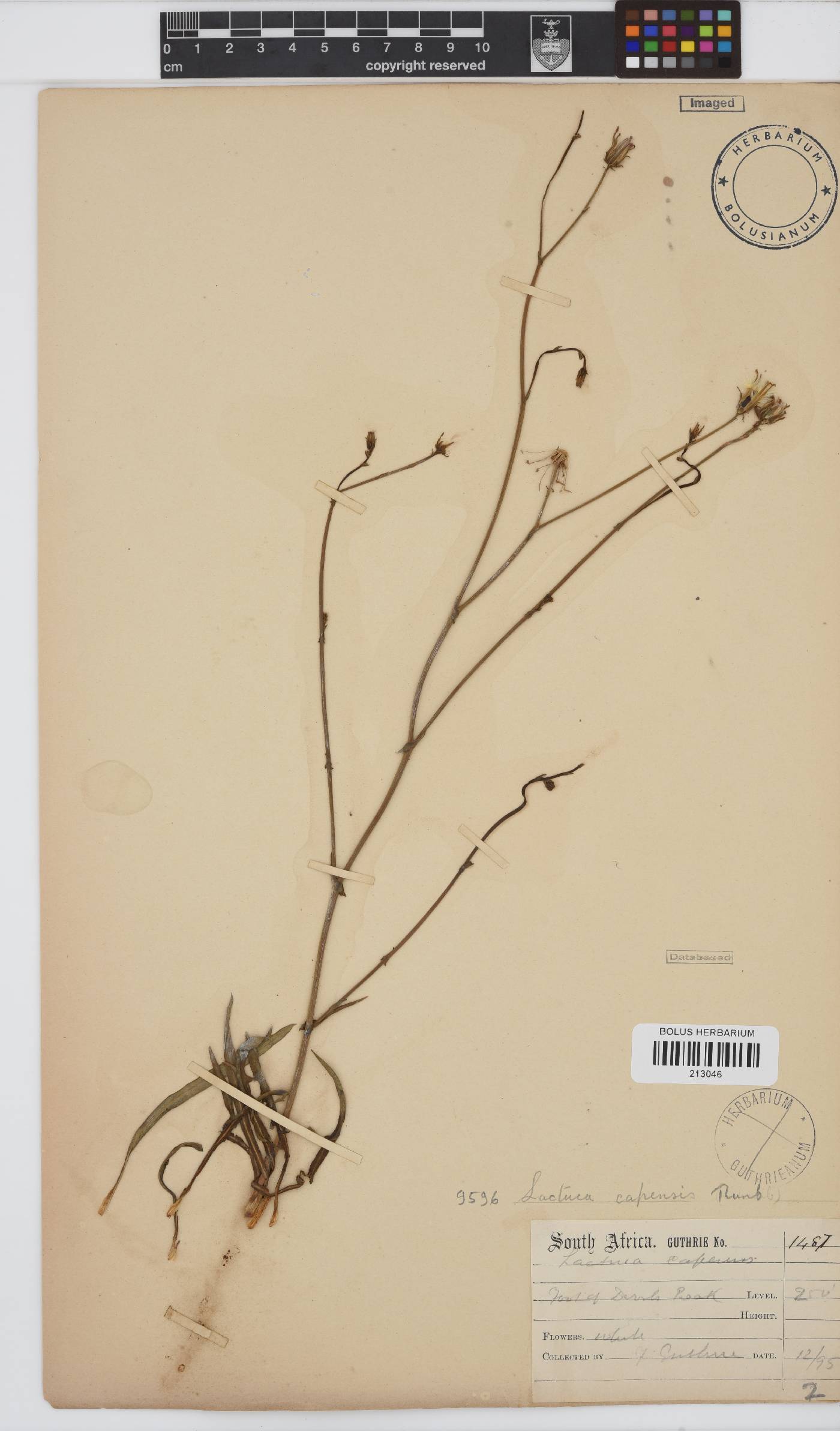 Lactuca image