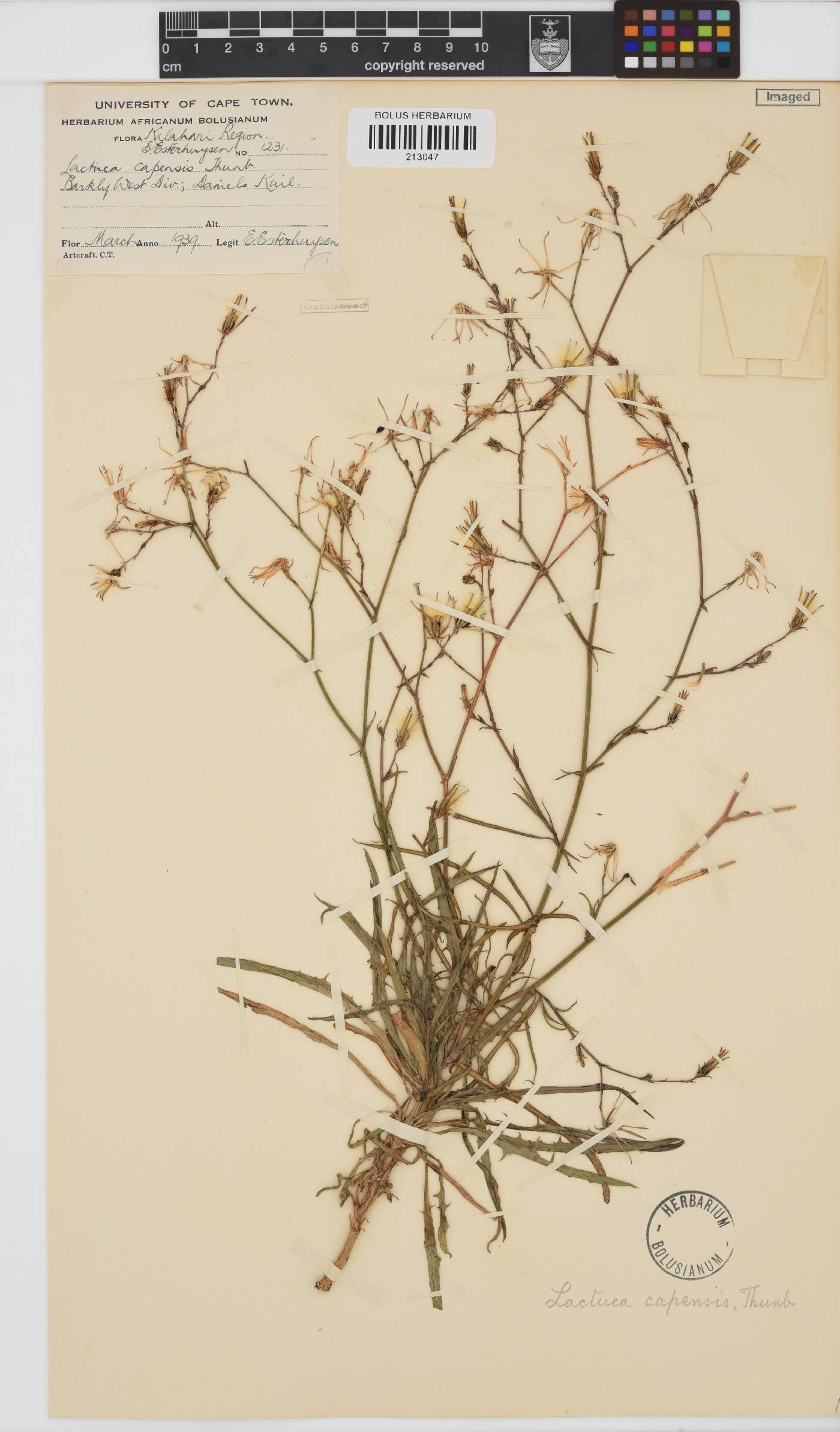 Lactuca image