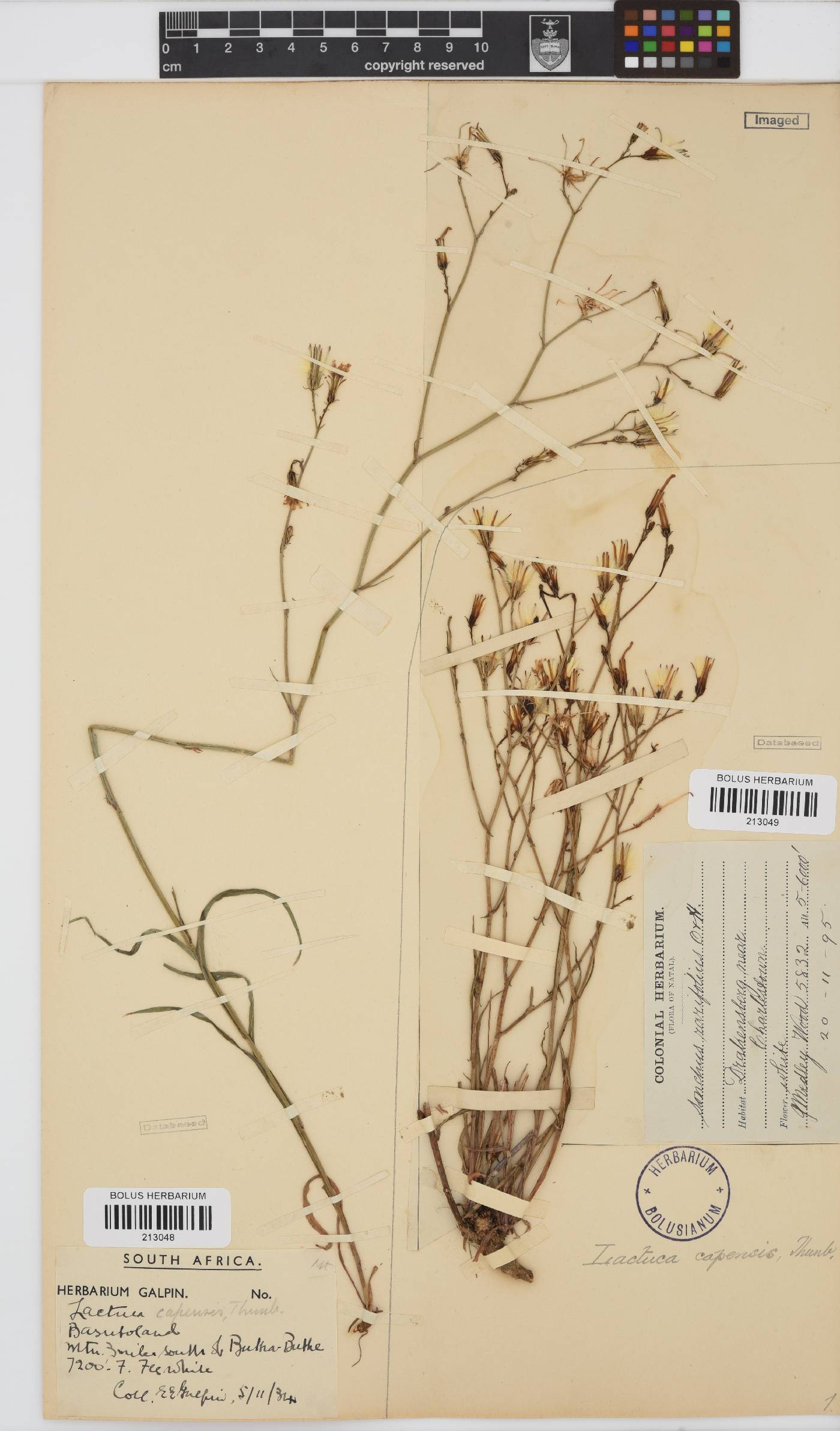 Lactuca inermis image