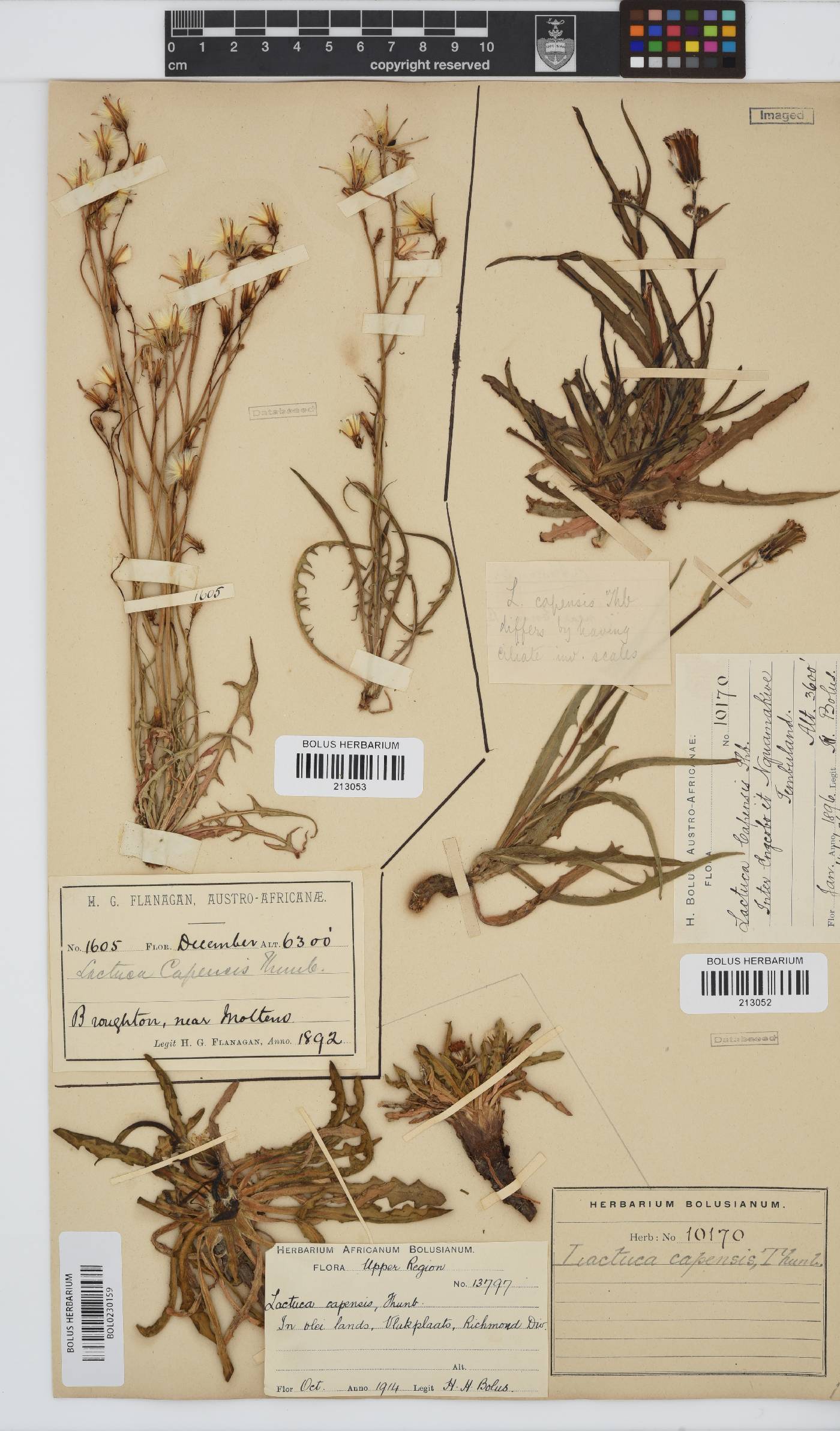 Lactuca inermis image