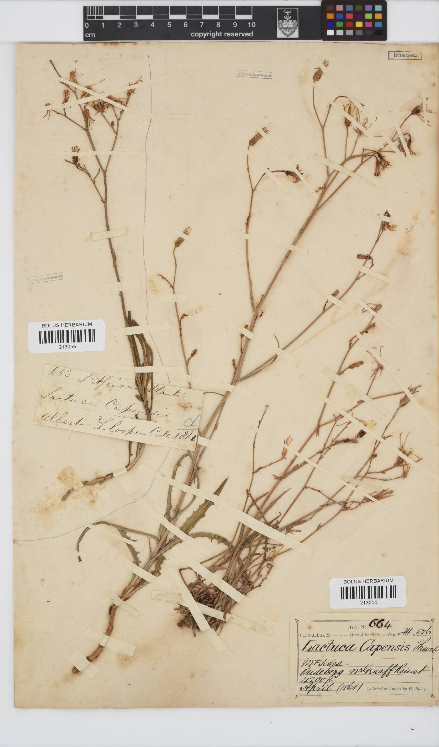 Lactuca inermis image