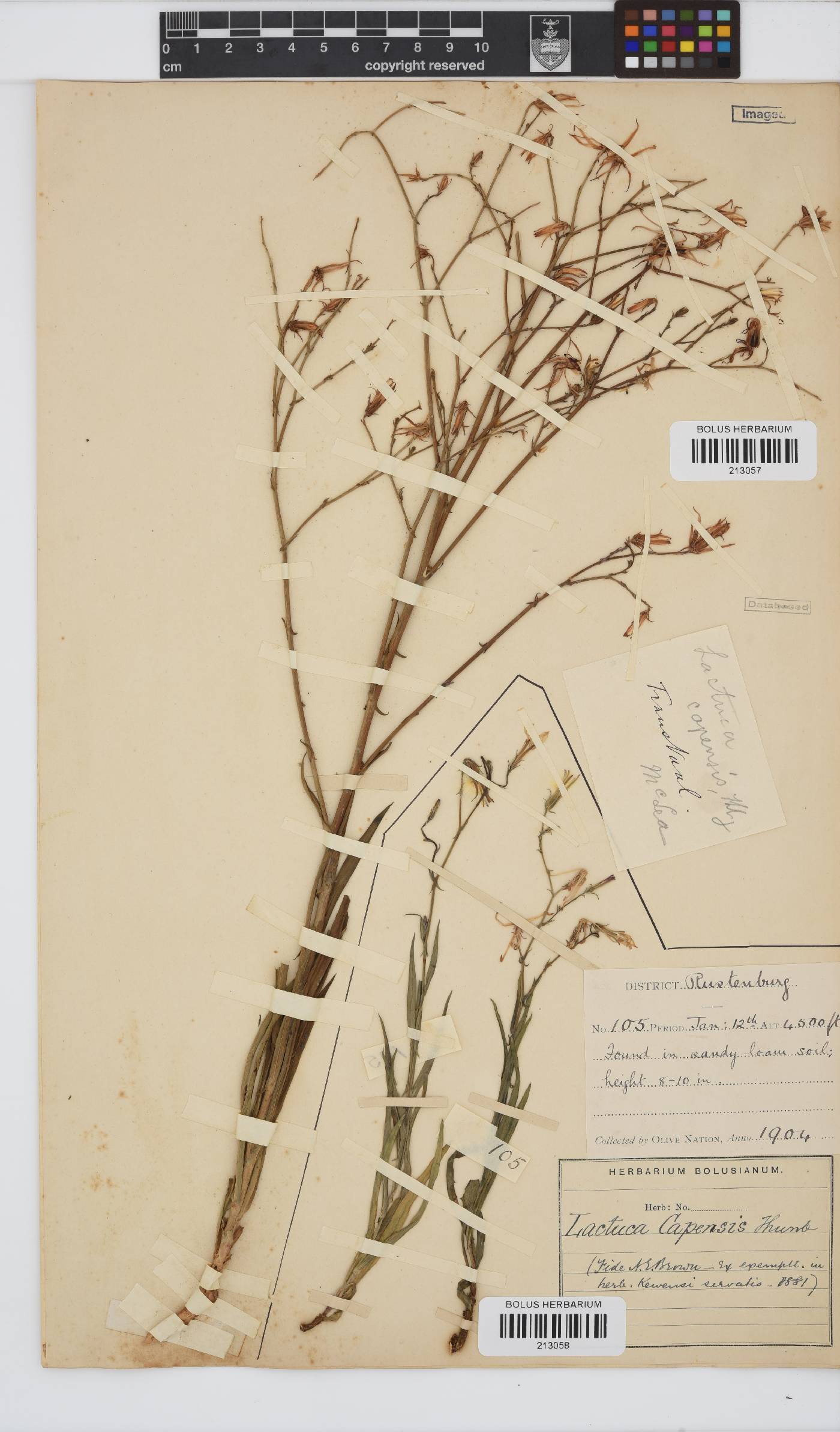 Lactuca inermis image
