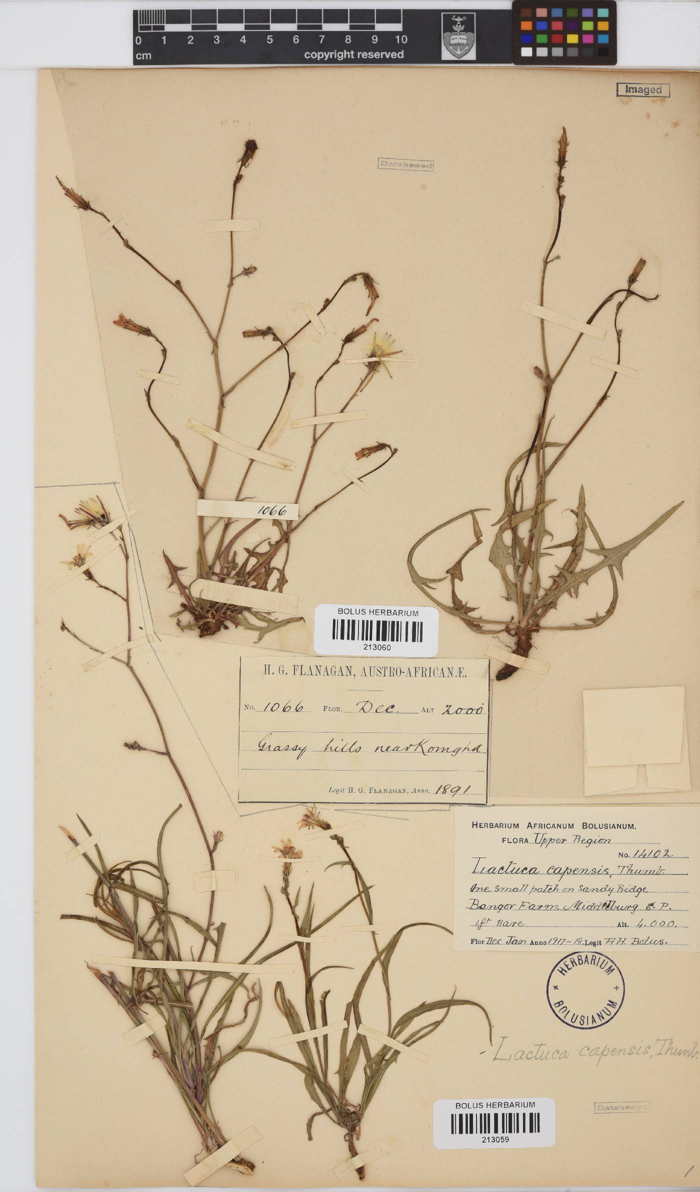 Lactuca inermis image