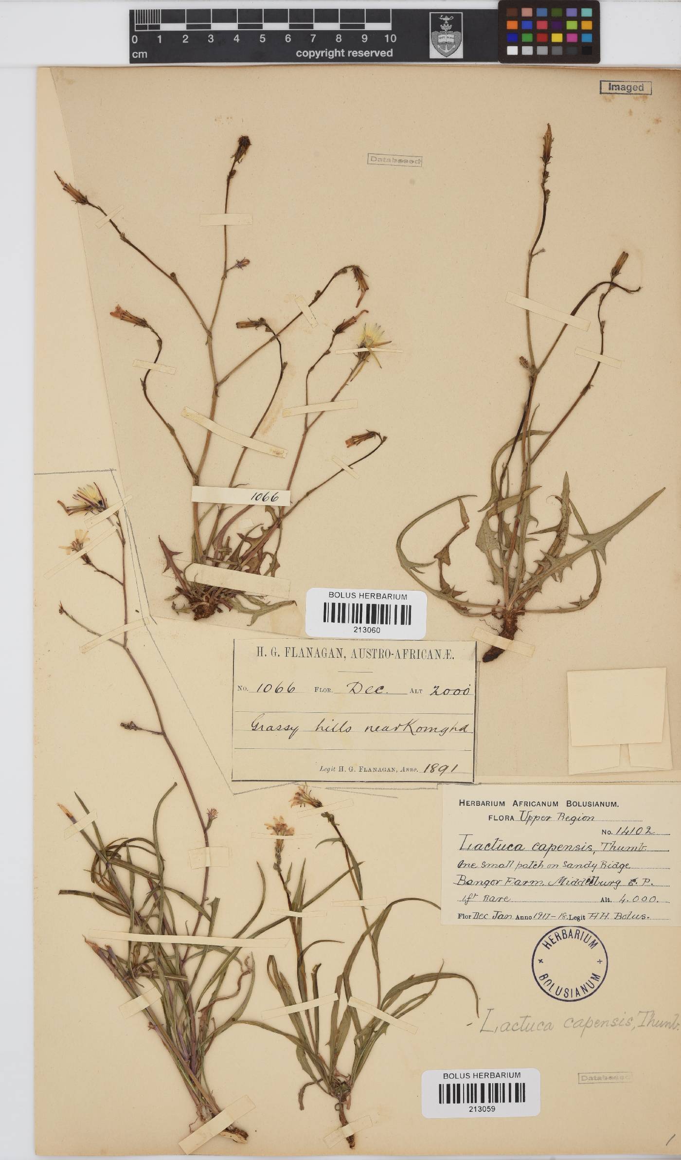 Lactuca inermis image