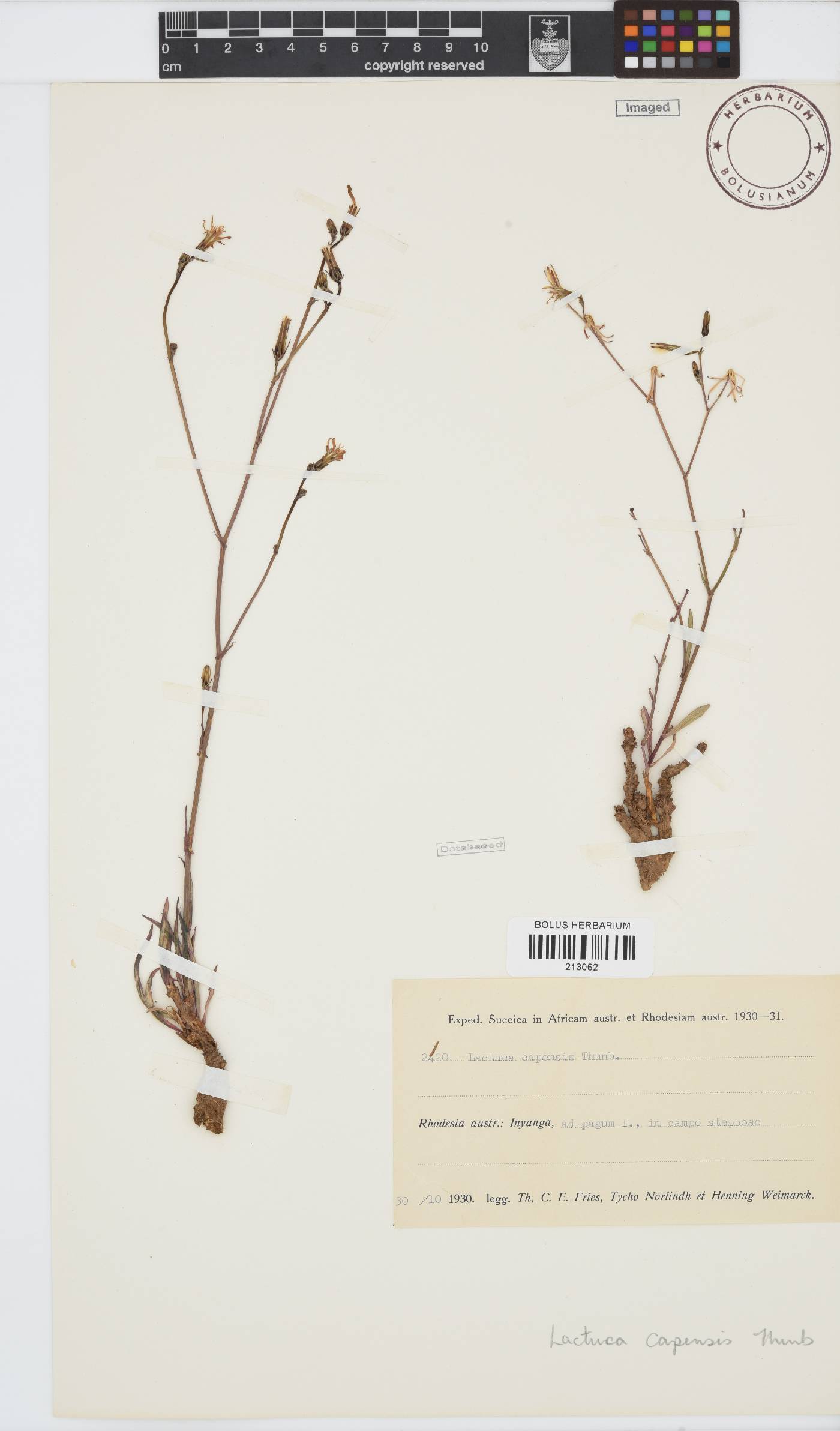 Lactuca inermis image