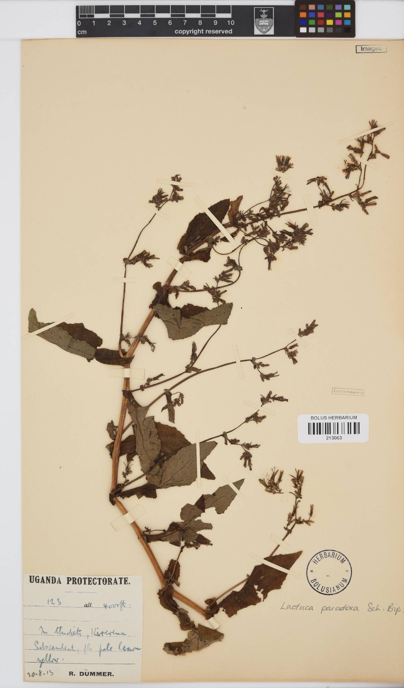 Lactuca paradoxa image