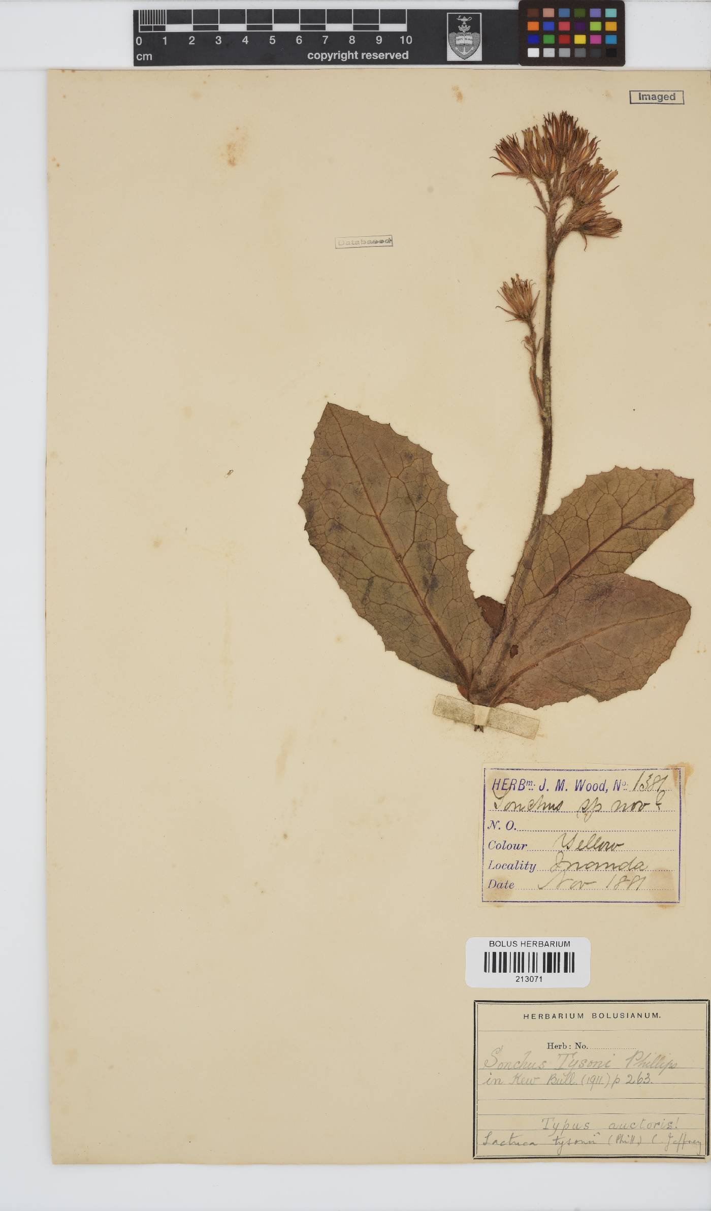 Lactuca image