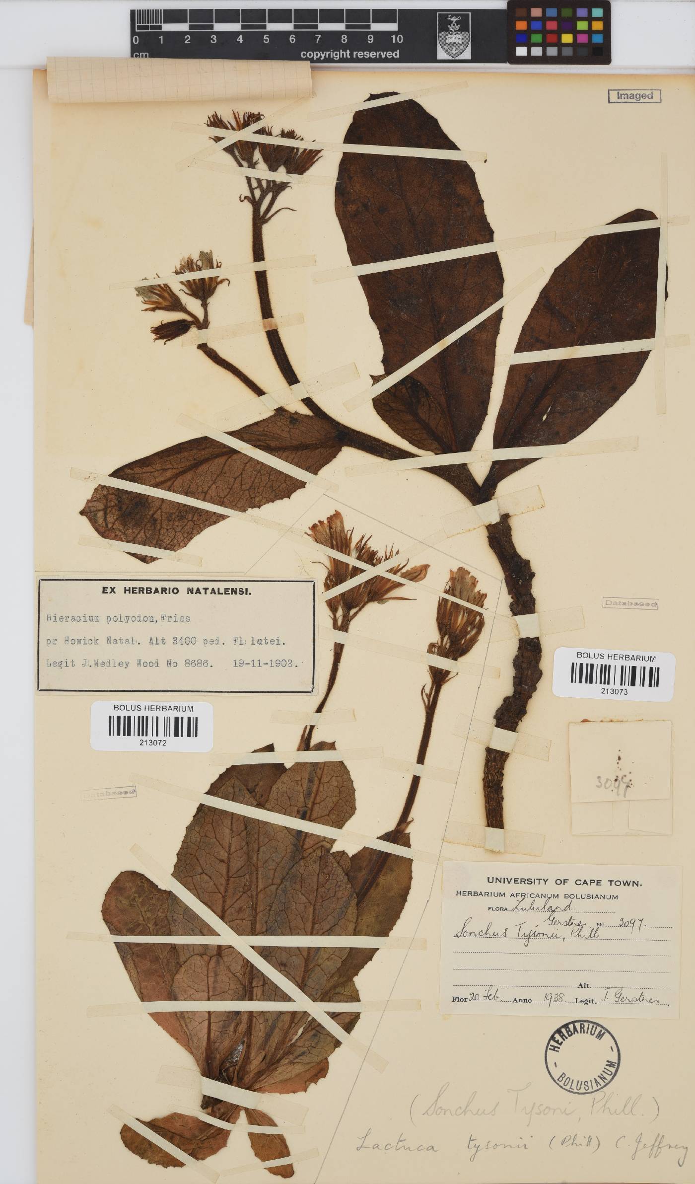 Lactuca tysonii image