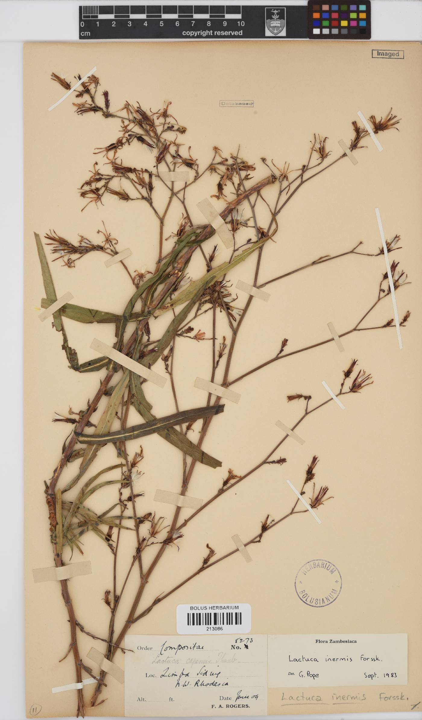 Lactuca inermis image