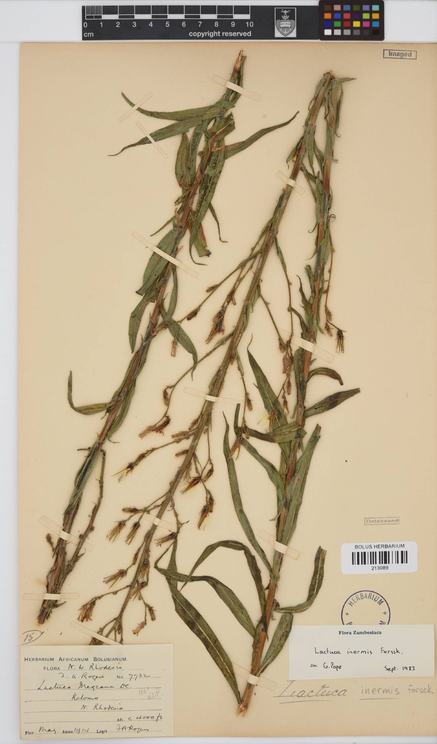 Lactuca inermis image