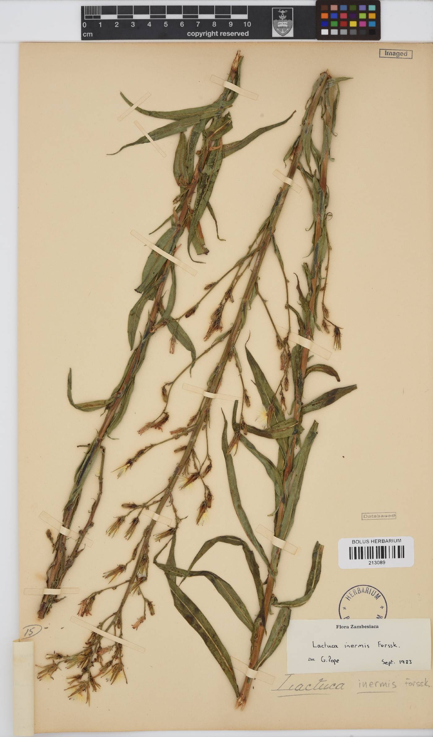 Lactuca inermis image