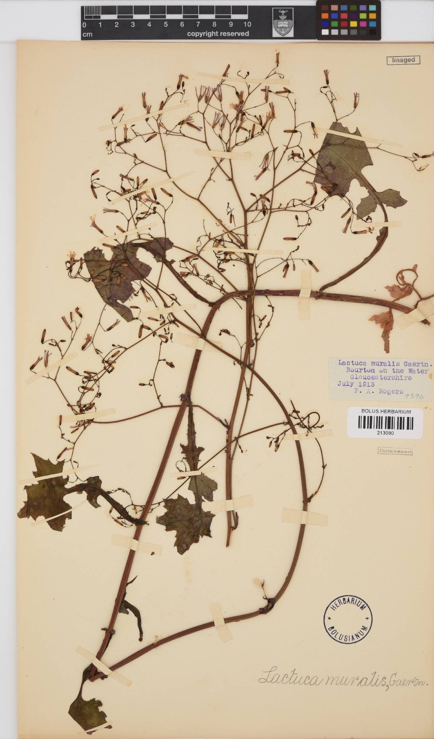 Lactuca muralis image