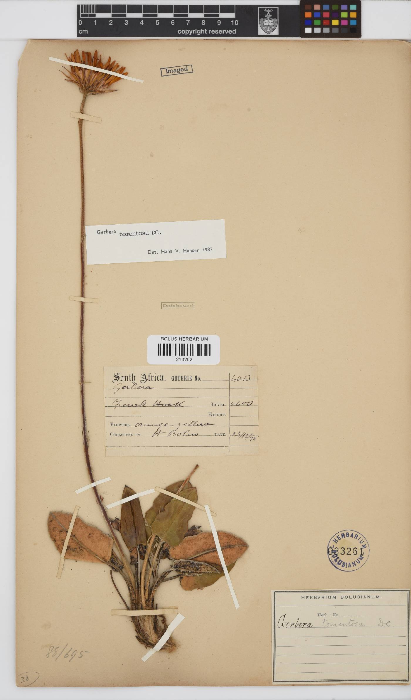 Gerbera tomentosa image