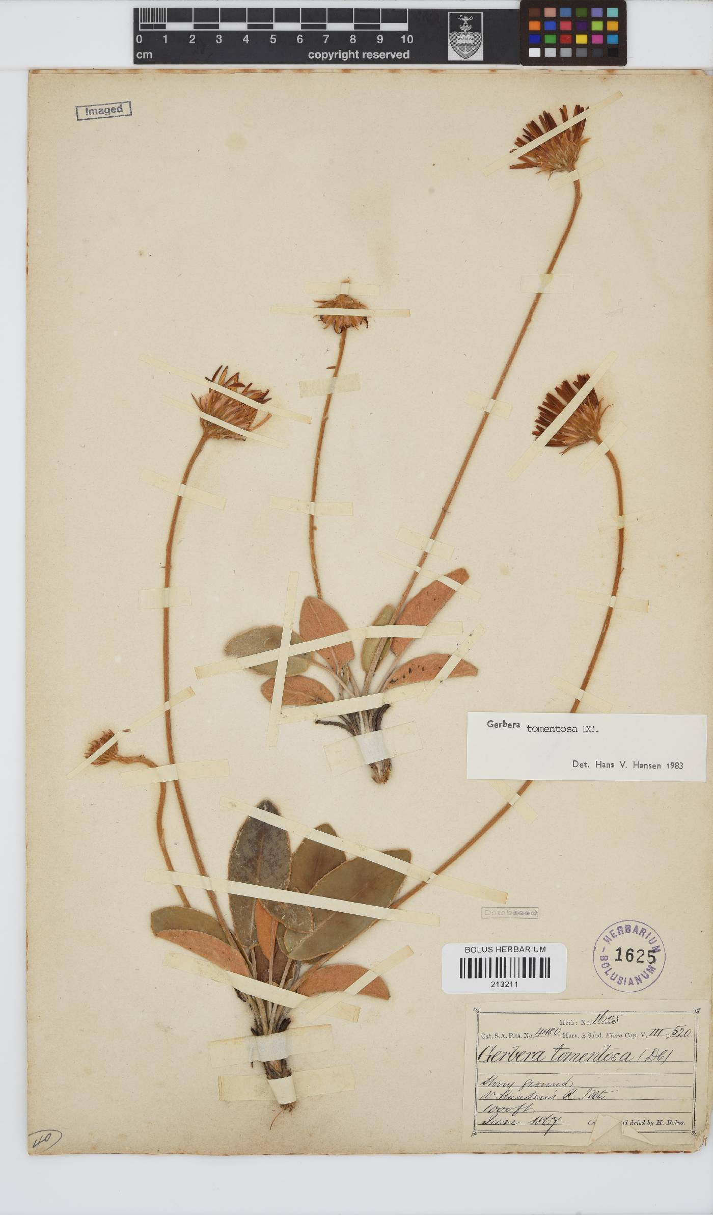 Gerbera tomentosa image