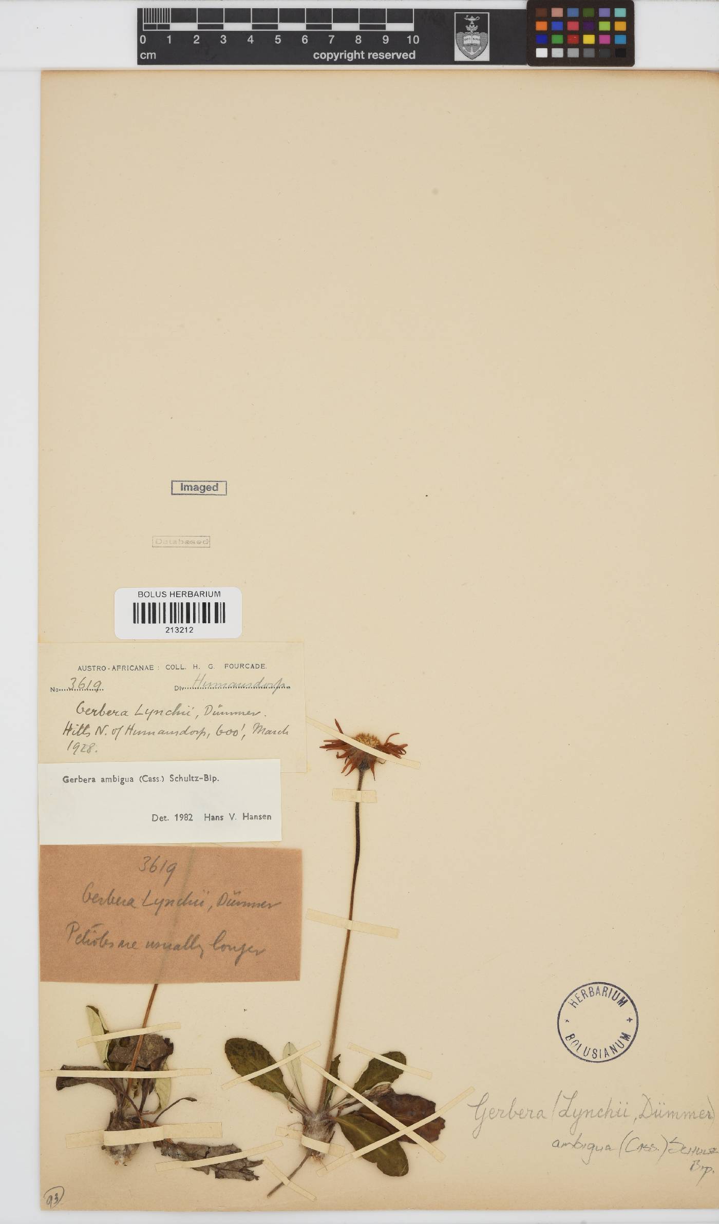 Gerbera ambigua image