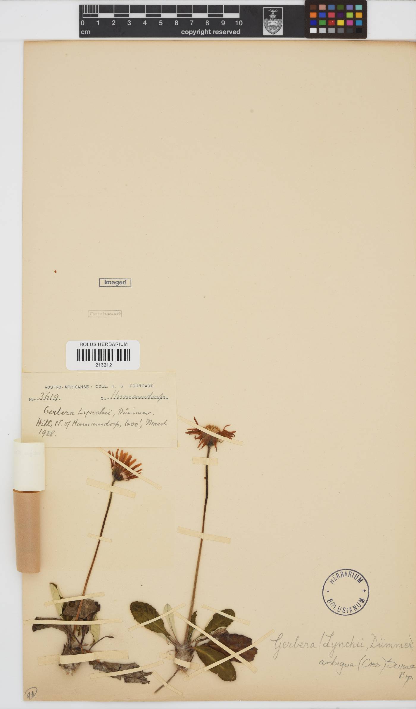 Gerbera ambigua image