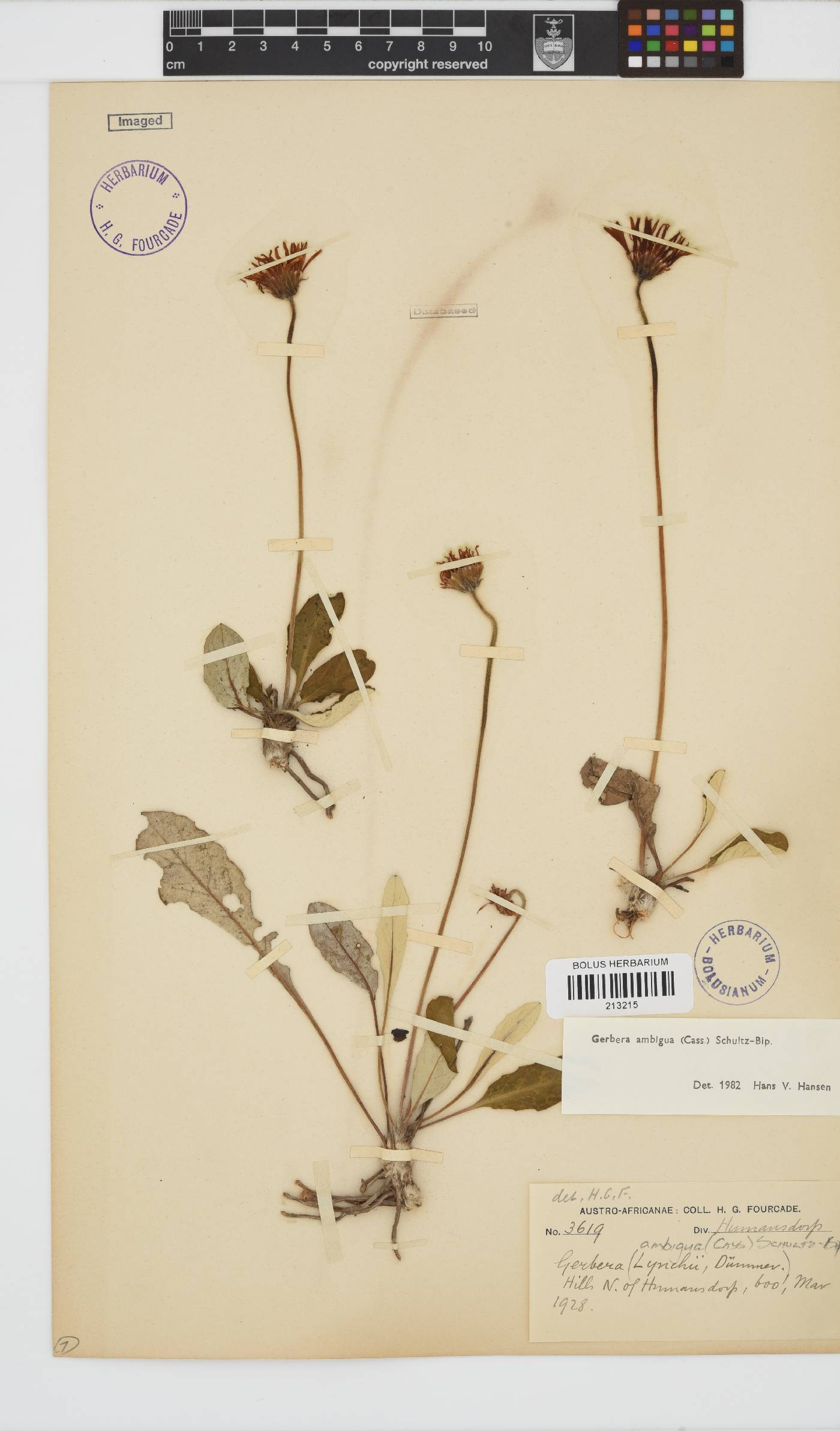 Gerbera ambigua image