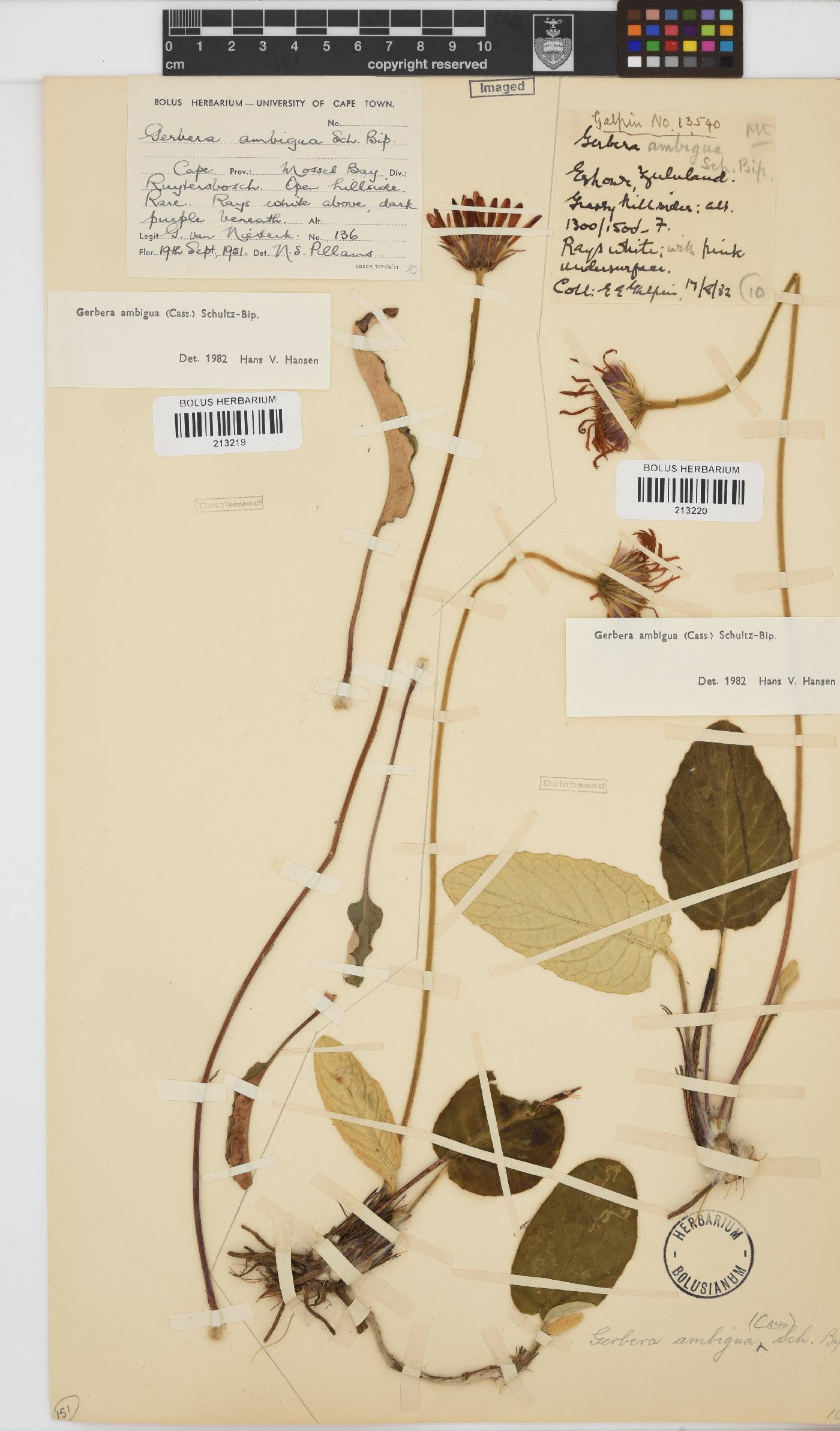 Gerbera ambigua image