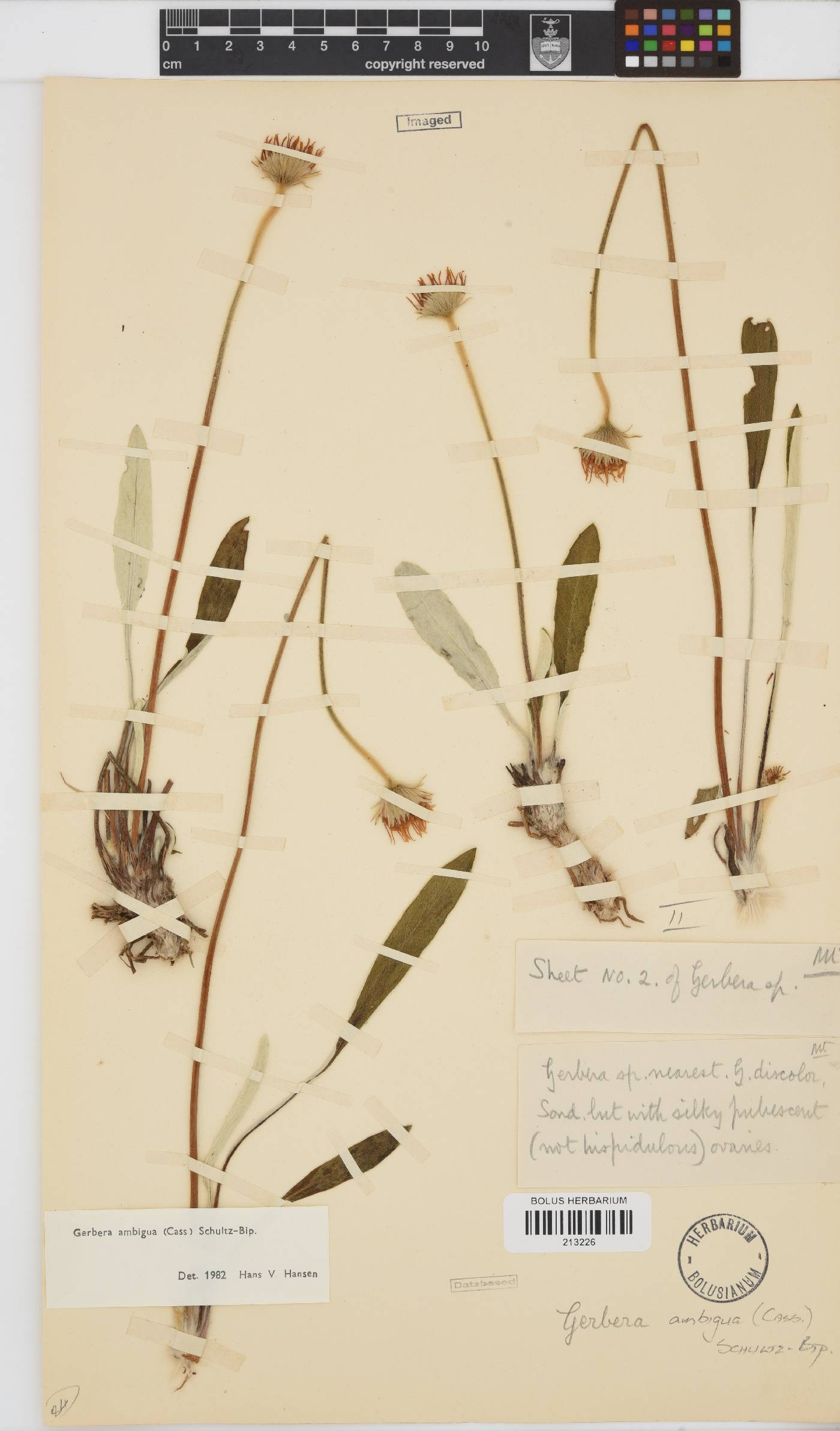 Gerbera ambigua image