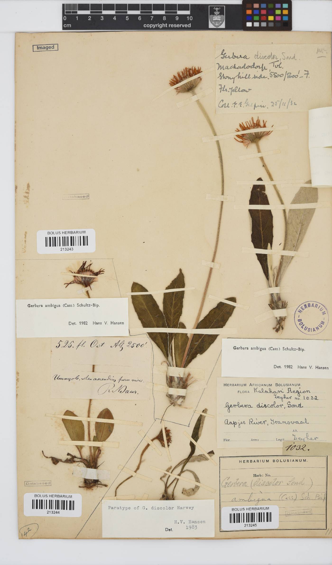 Gerbera ambigua image